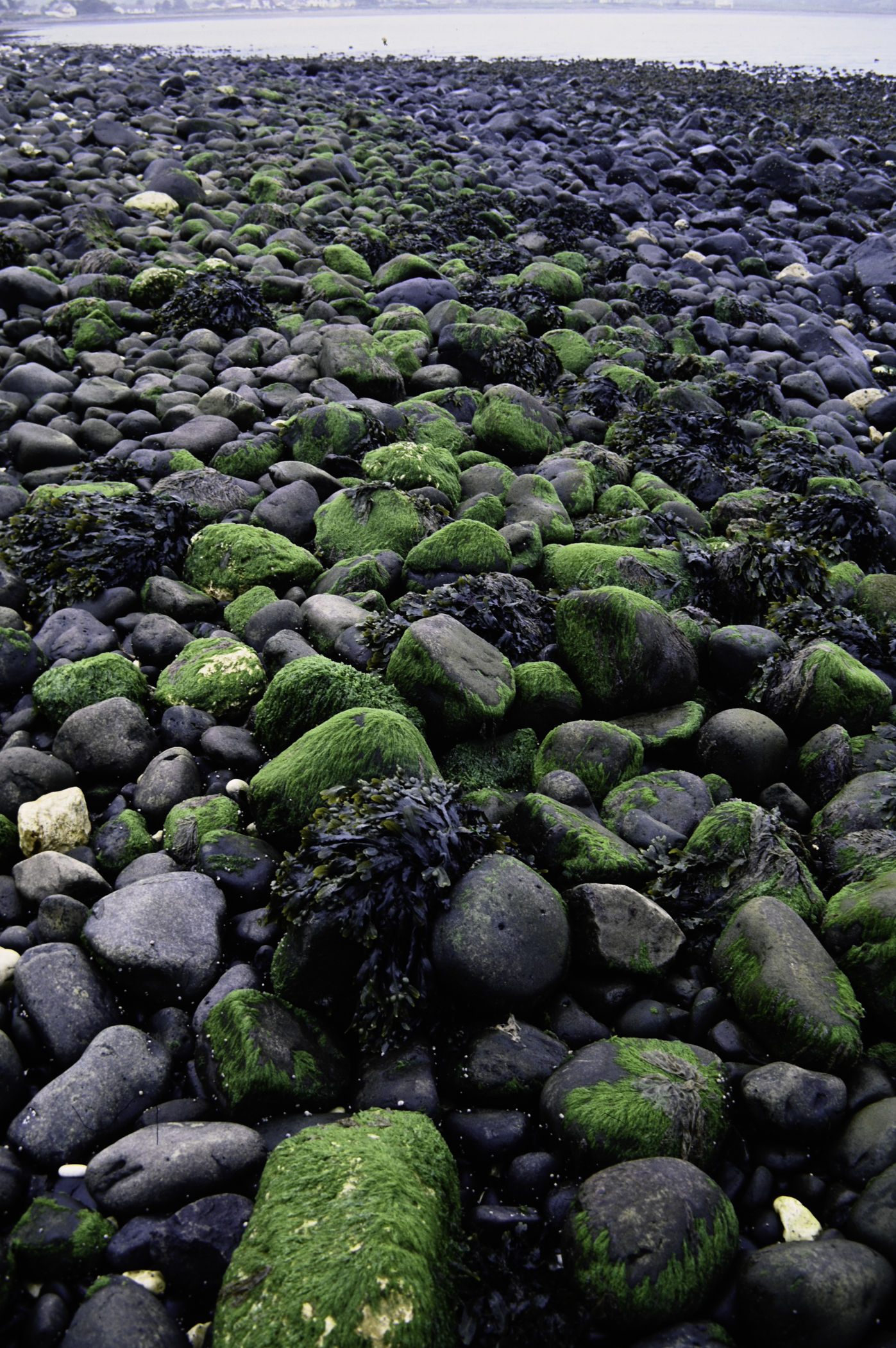 . Site: Old Pier, NE Coast. 