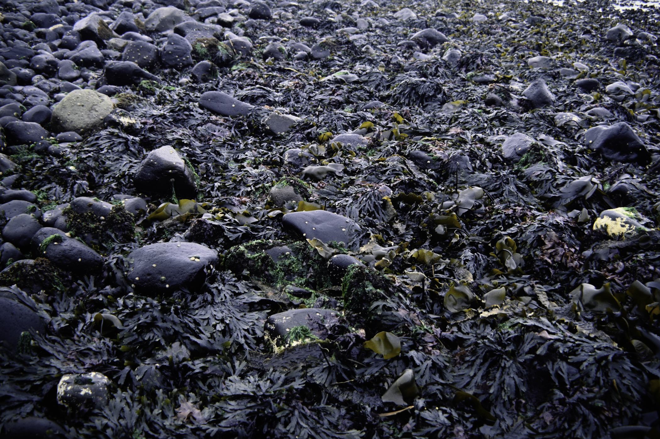 . Site: Old Pier, NE Coast. 