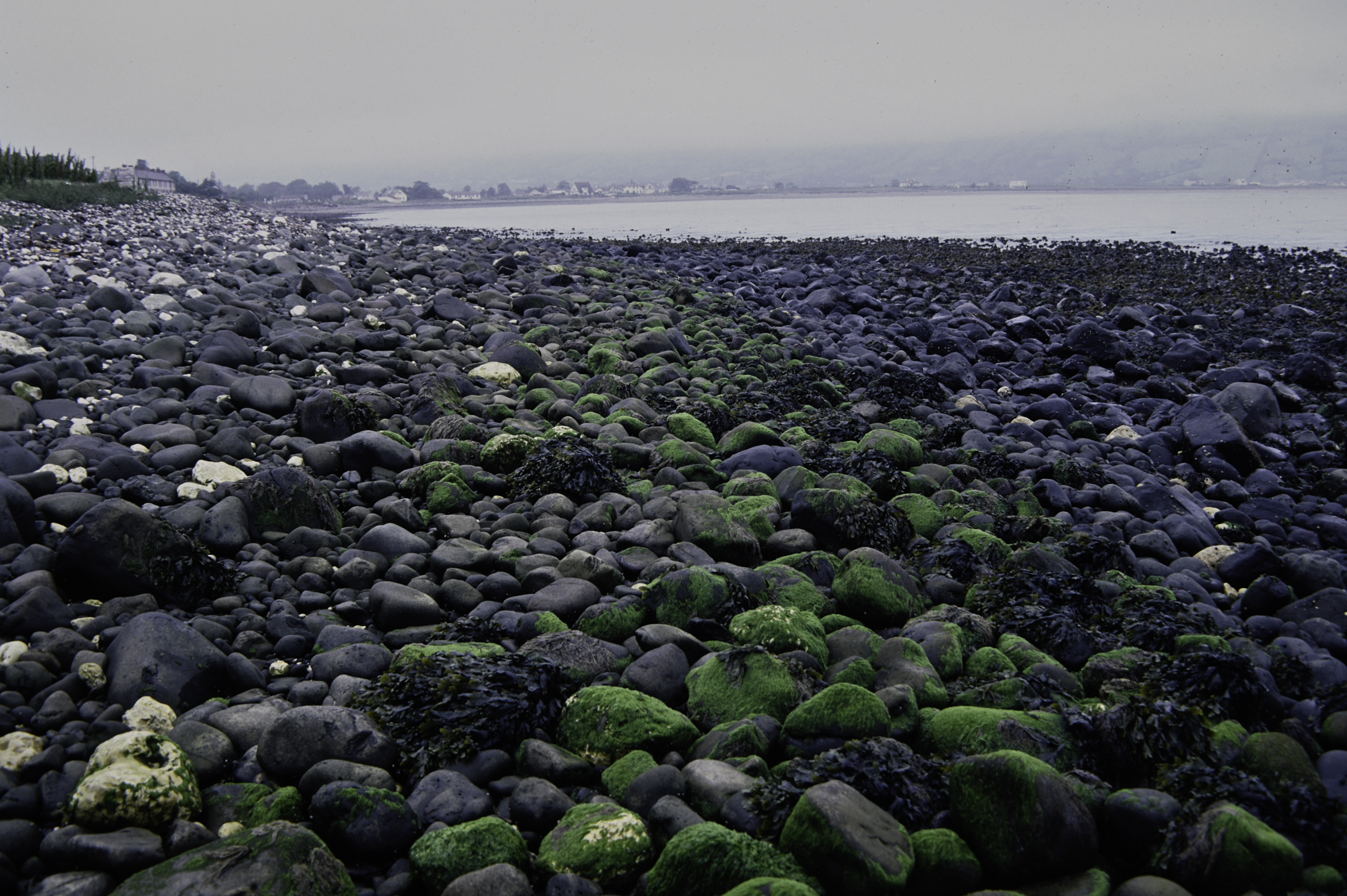 . Site: Old Pier, NE Coast. 