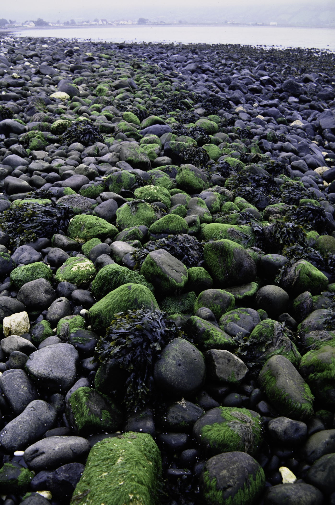 . Site: Old Pier, NE Coast. 