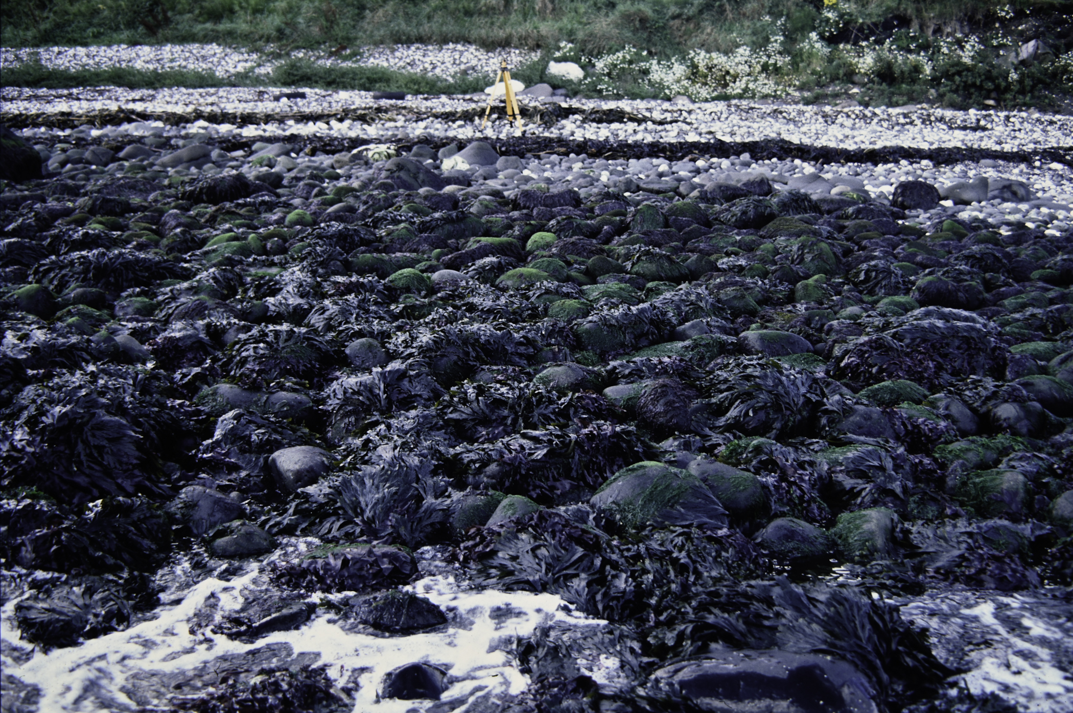 . Site: White Lady (east), NE Coast. 