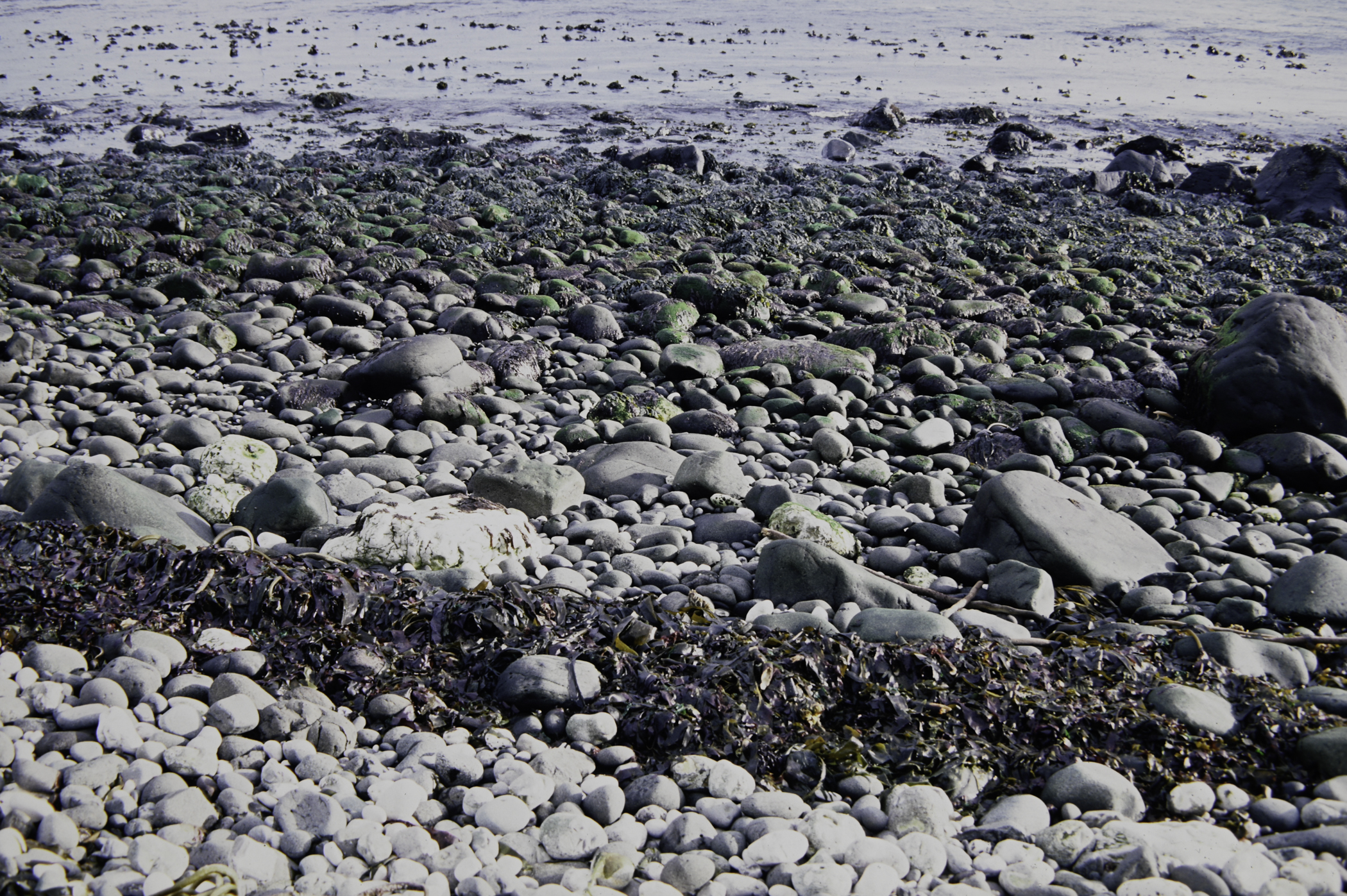 . Site: White Lady (east), NE Coast. 