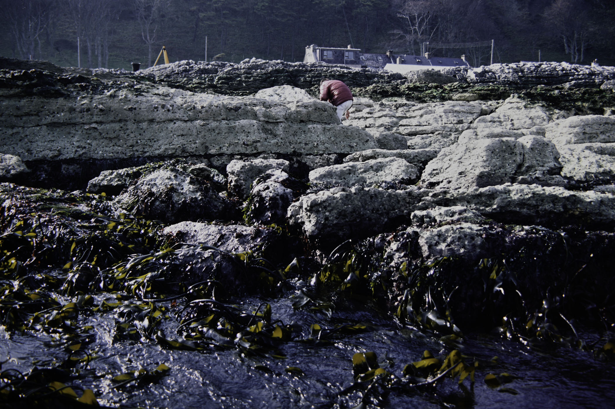 . Site: Garron Harbour, NE Coast. 