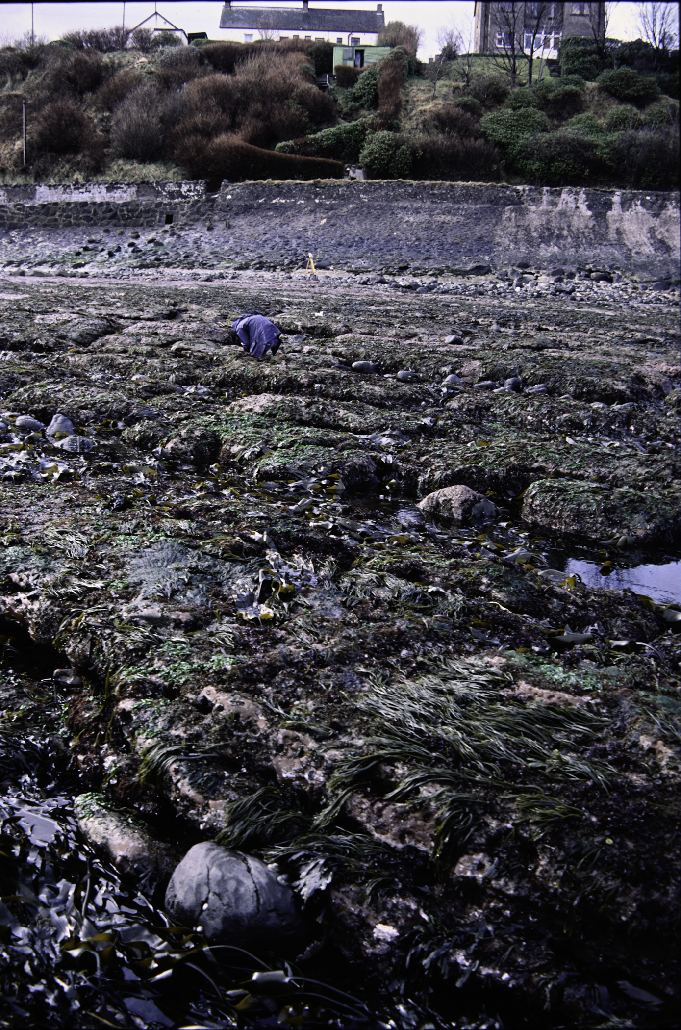 . Site: Campbeltown, NE Coast. 