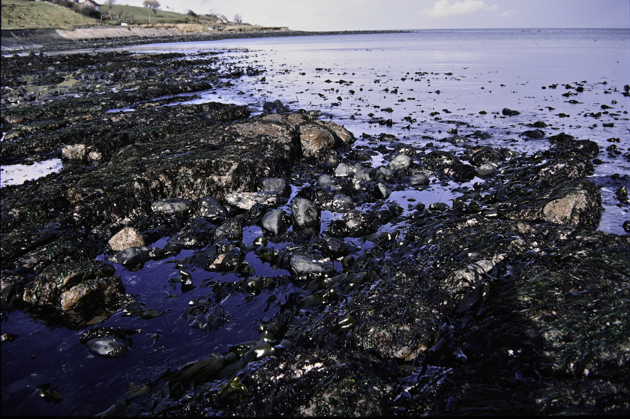 . Site: Campbeltown, NE Coast. 