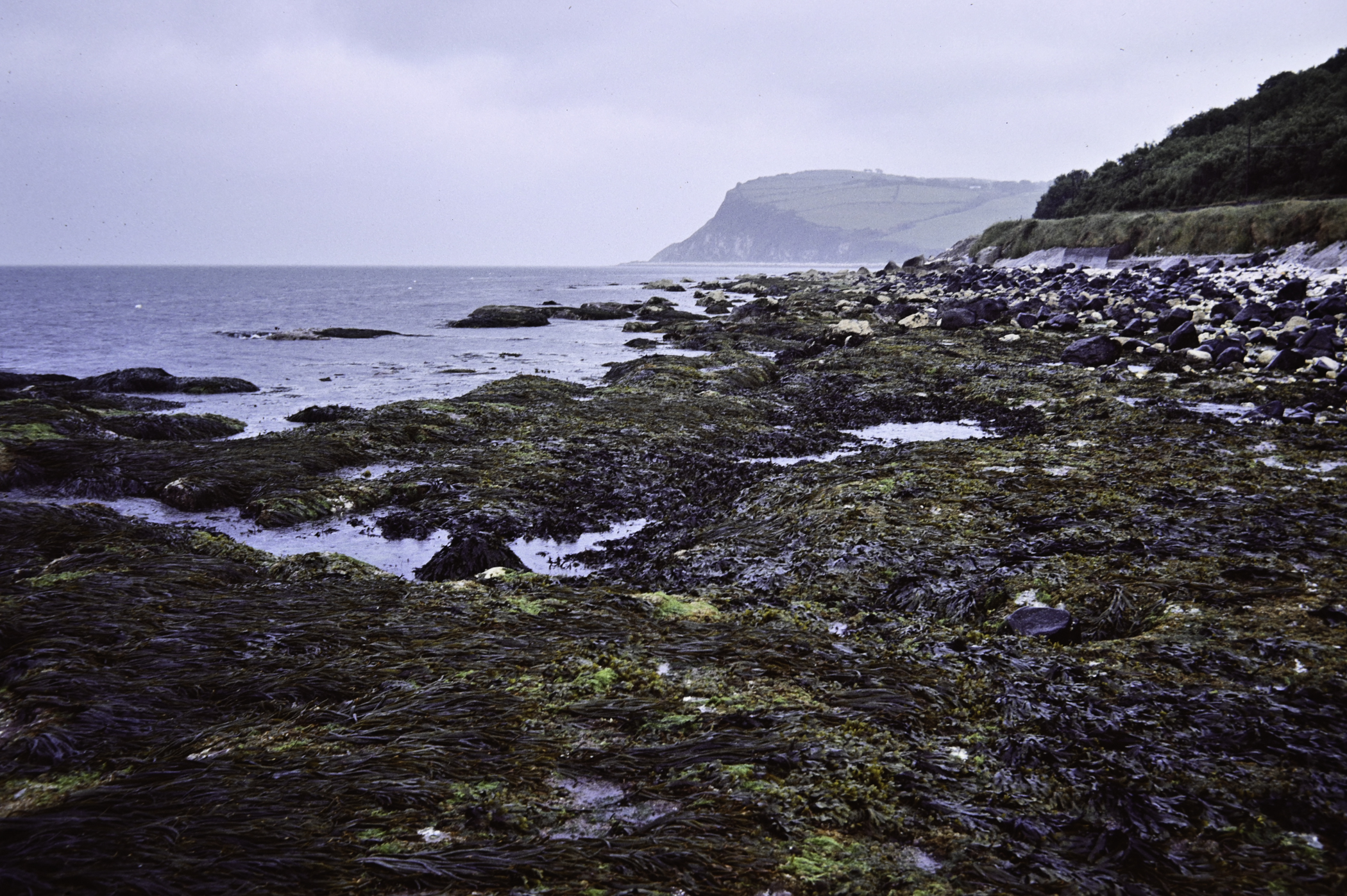 . Site: Straidkilly Point, NE Coast. 