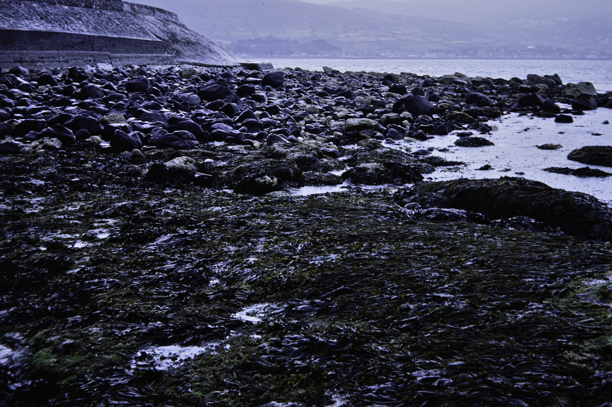 . Site: Straidkilly Point, NE Coast. 