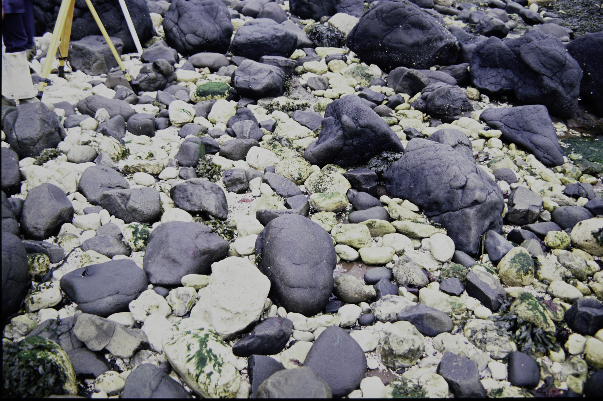 . Site: Straidkilly Point, NE Coast. 