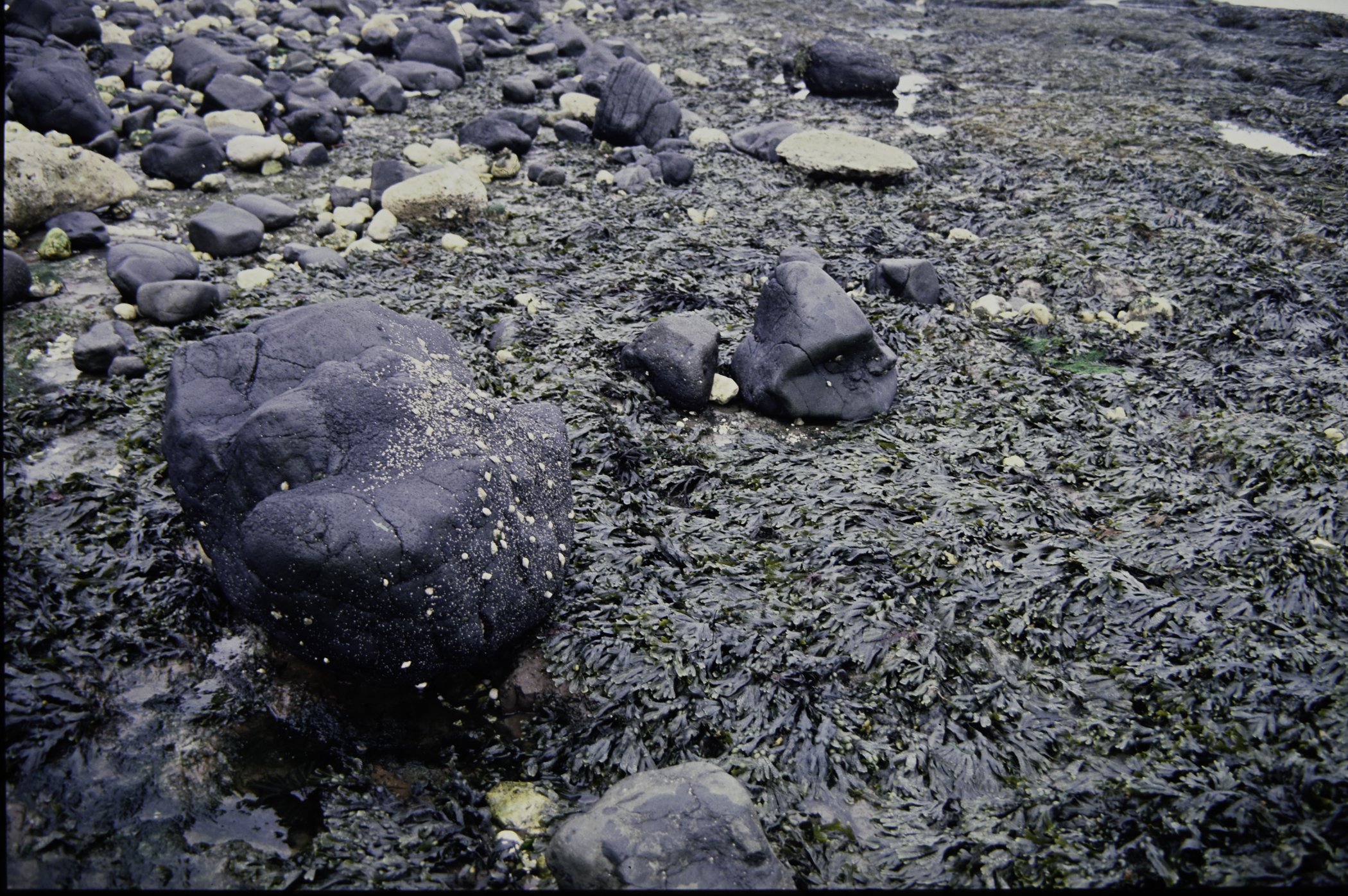 . Site: Straidkilly Point, NE Coast. 