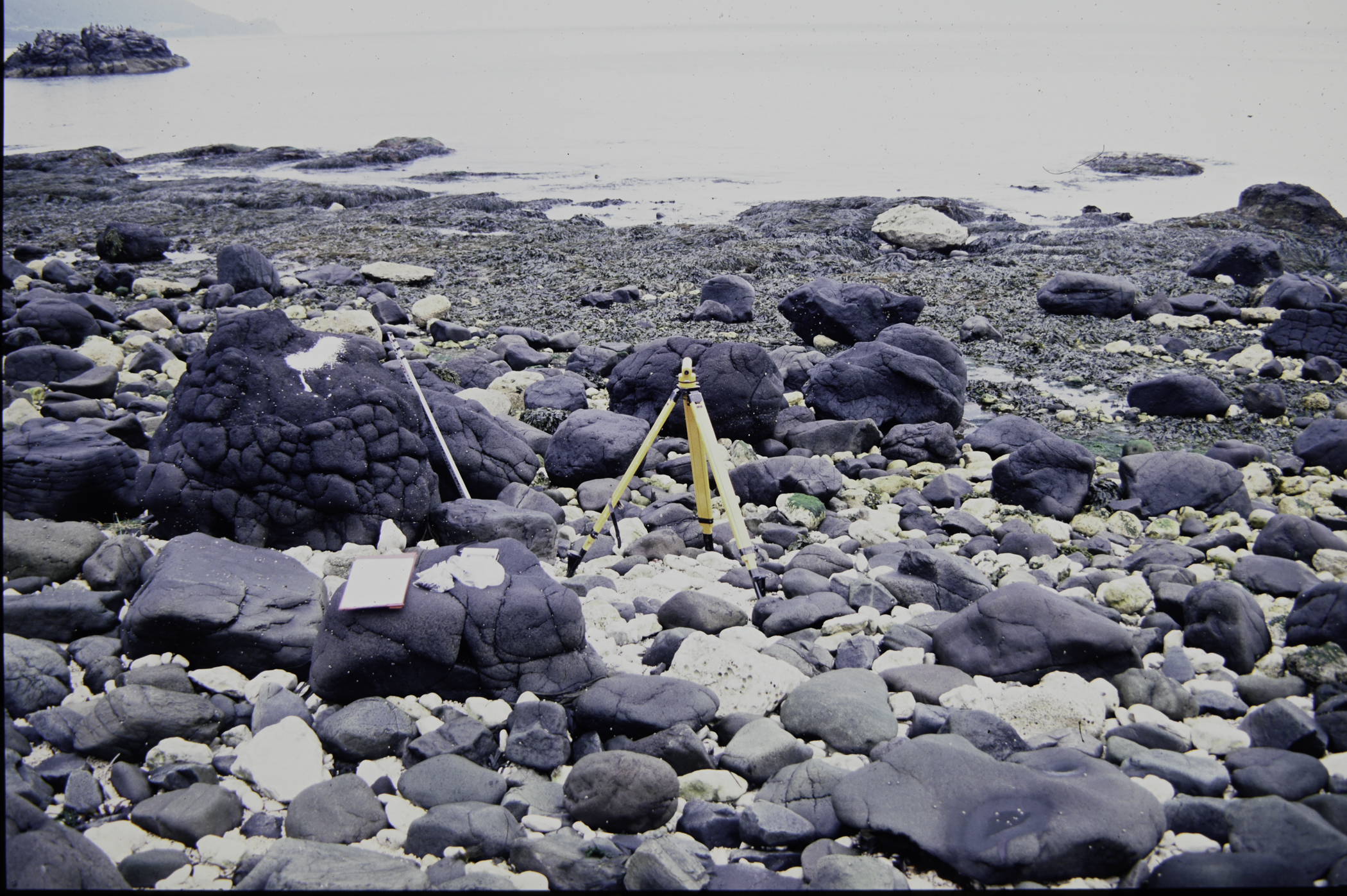 . Site: Straidkilly Point, NE Coast. 