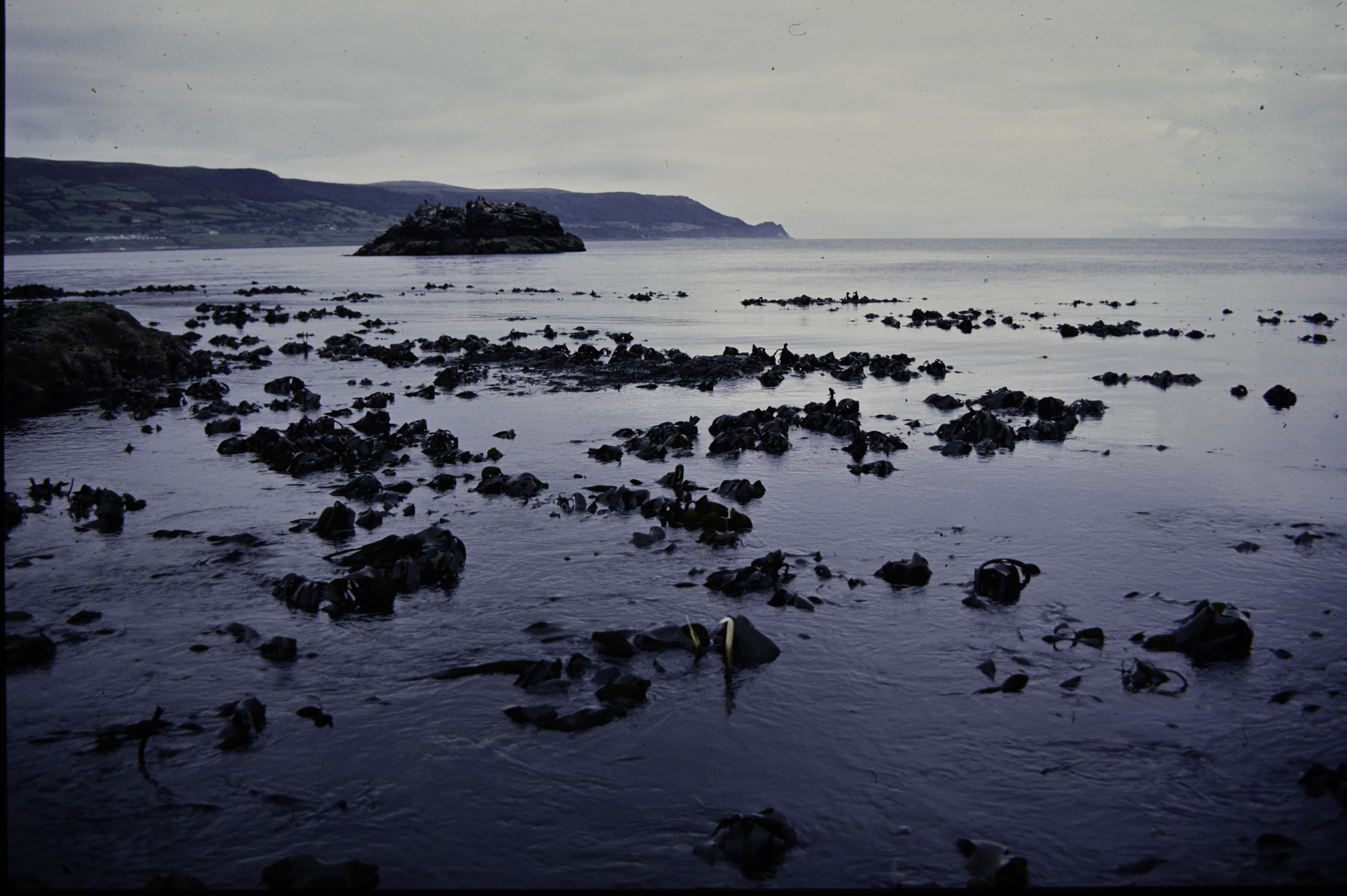 . Site: Straidkilly Point, NE Coast. 