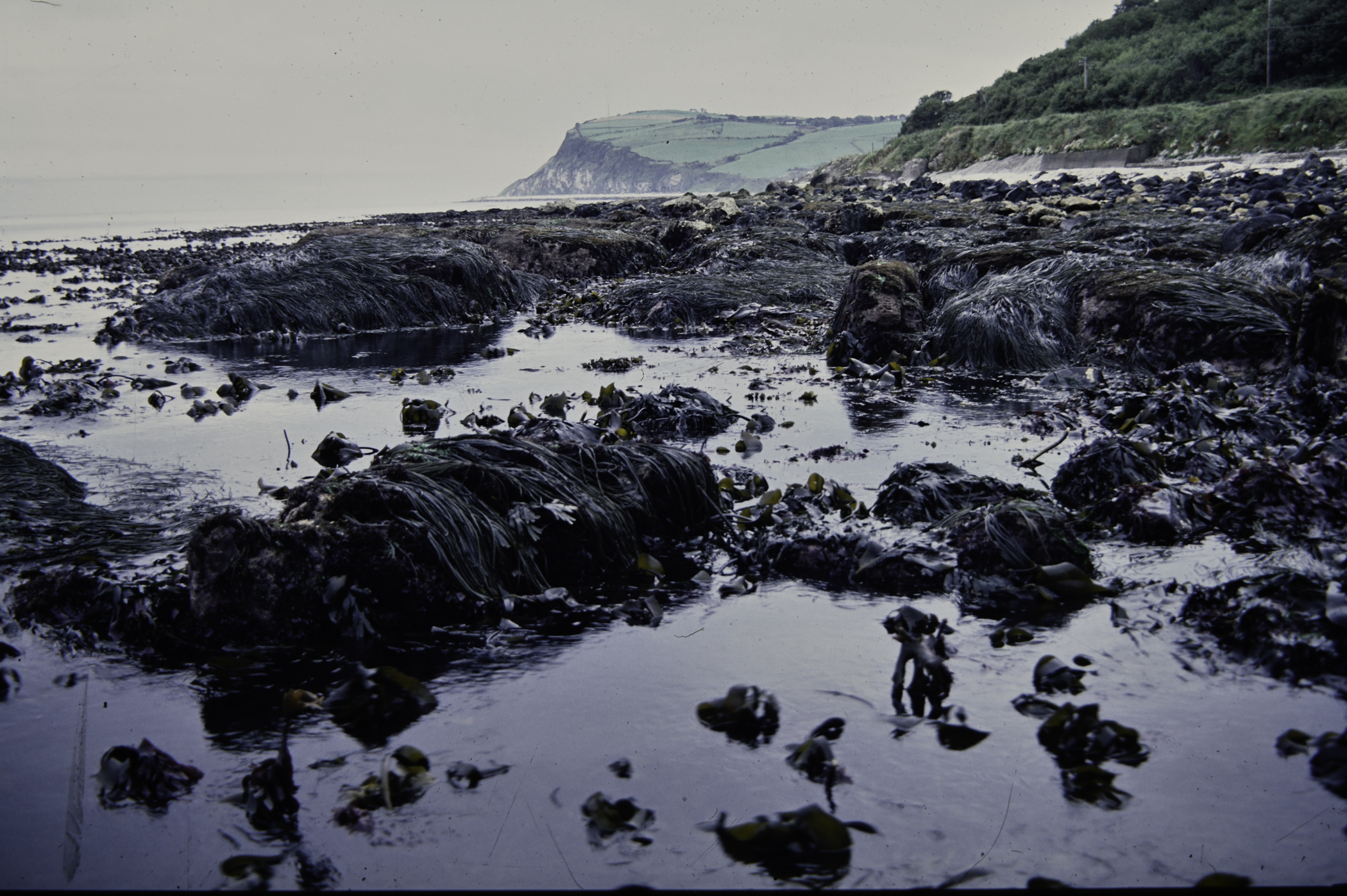 . Site: Straidkilly Point, NE Coast. 