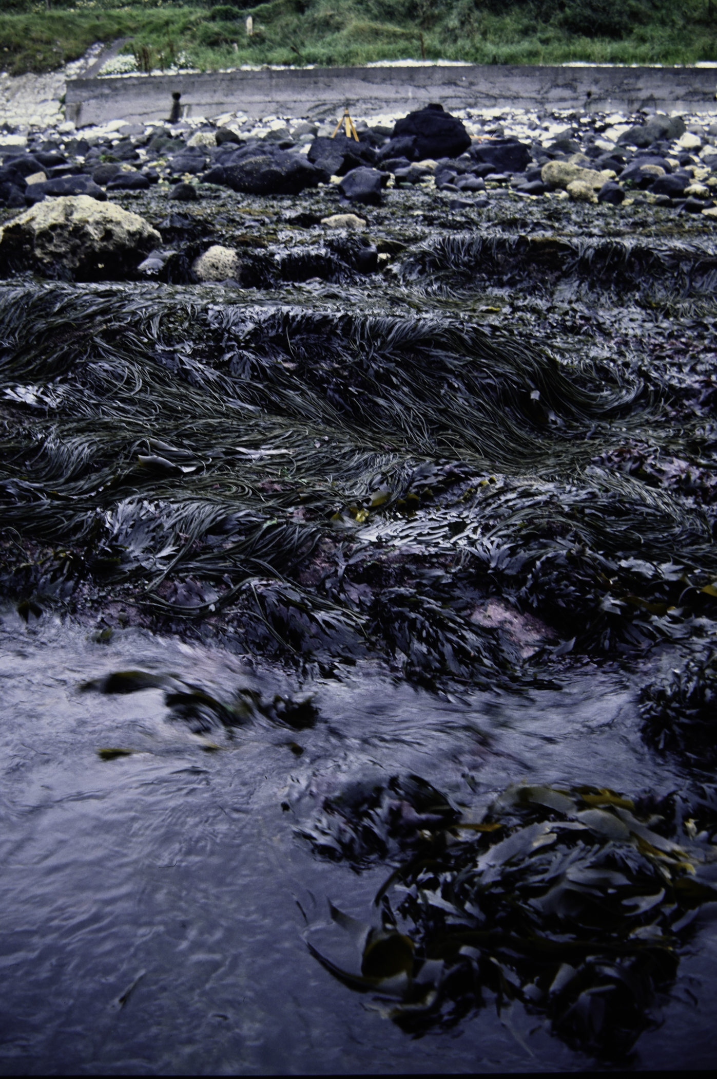 . Site: Straidkilly Point, NE Coast. 