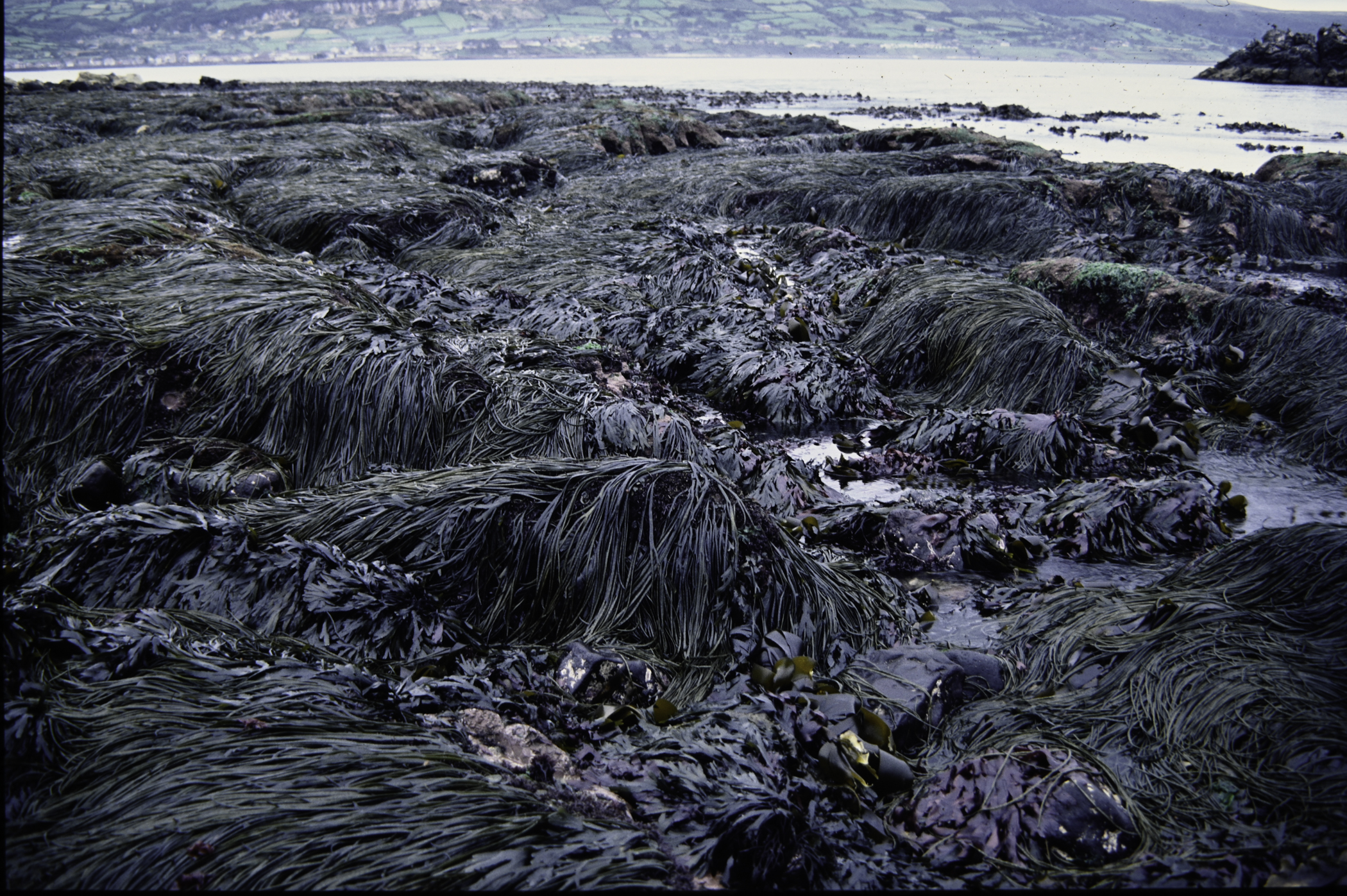 . Site: Straidkilly Point, NE Coast. 