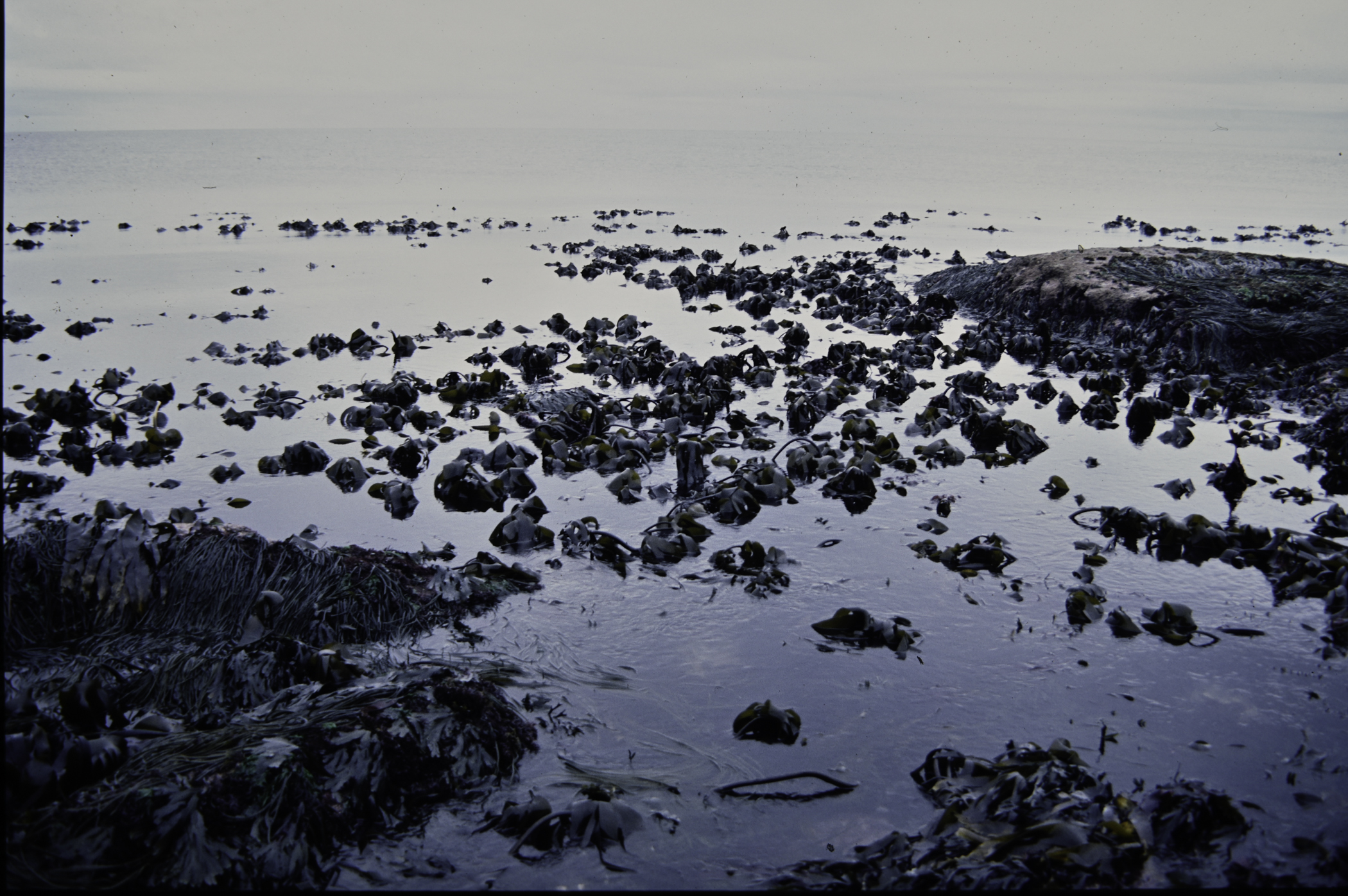 . Site: Straidkilly Point, NE Coast. 