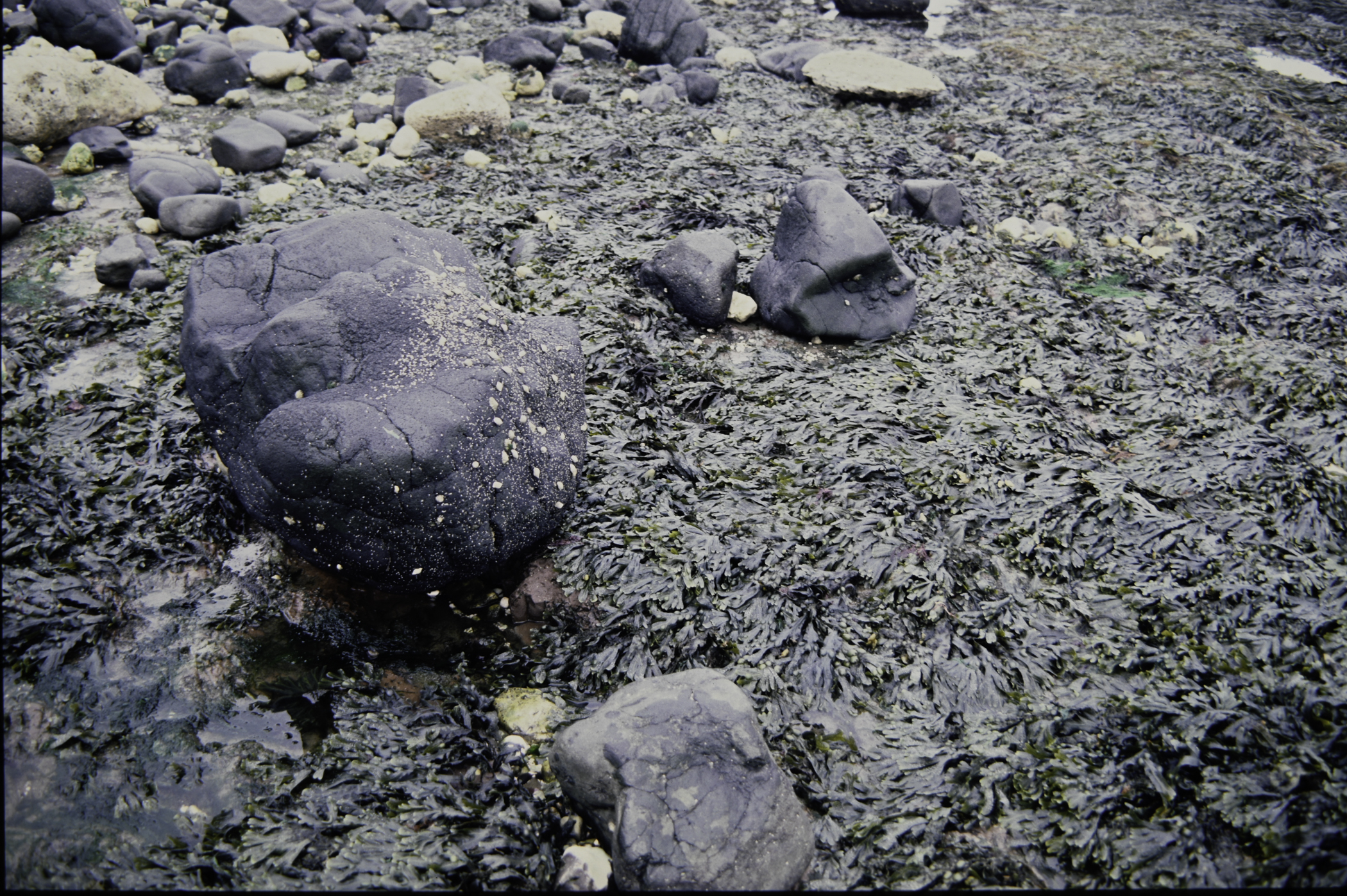 . Site: Straidkilly Point, NE Coast. 