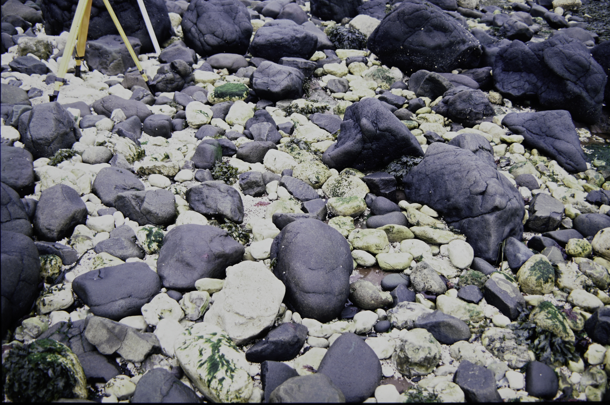 . Site: Straidkilly Point, NE Coast. 