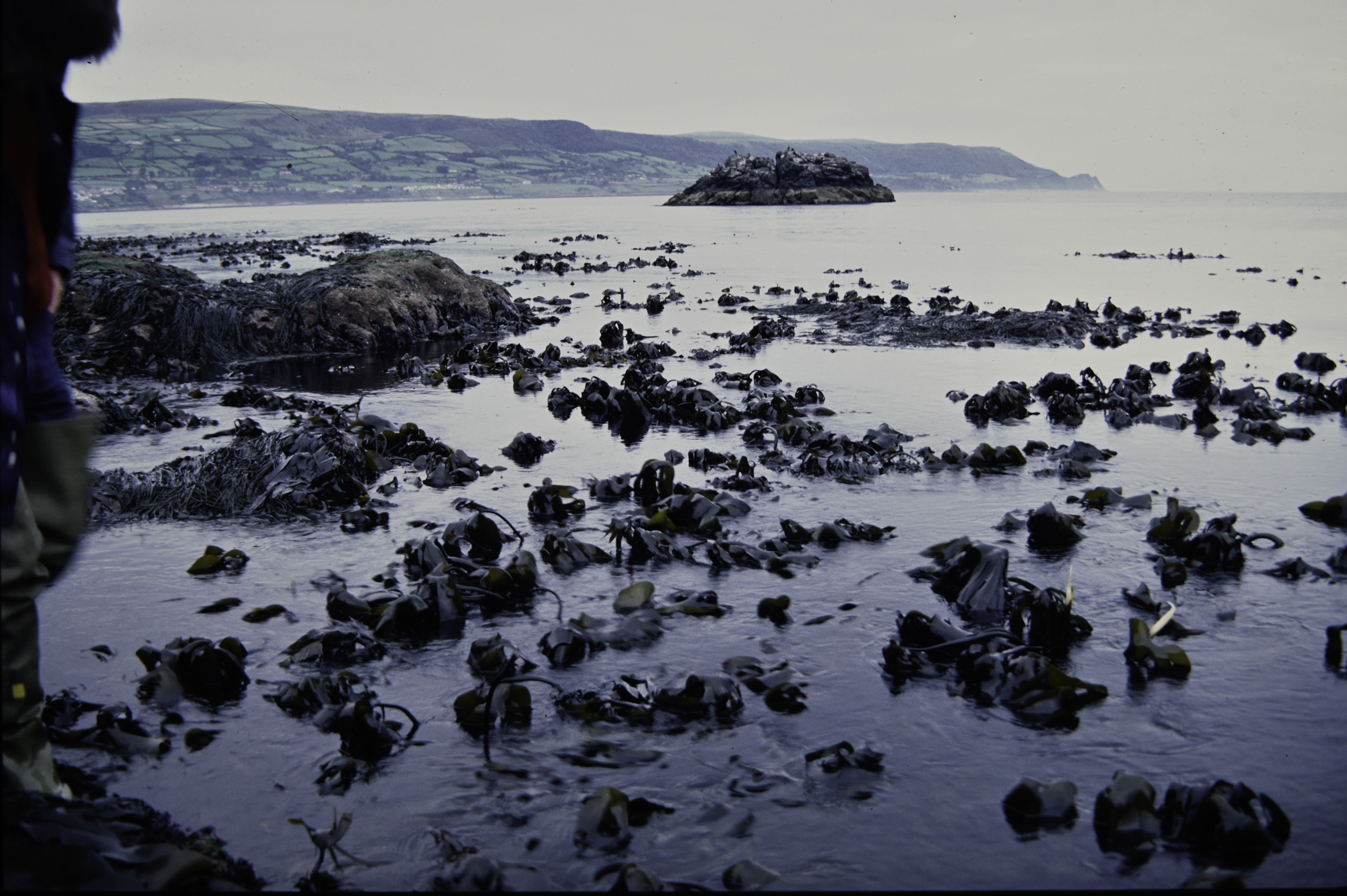 . Site: Straidkilly Point, NE Coast. 