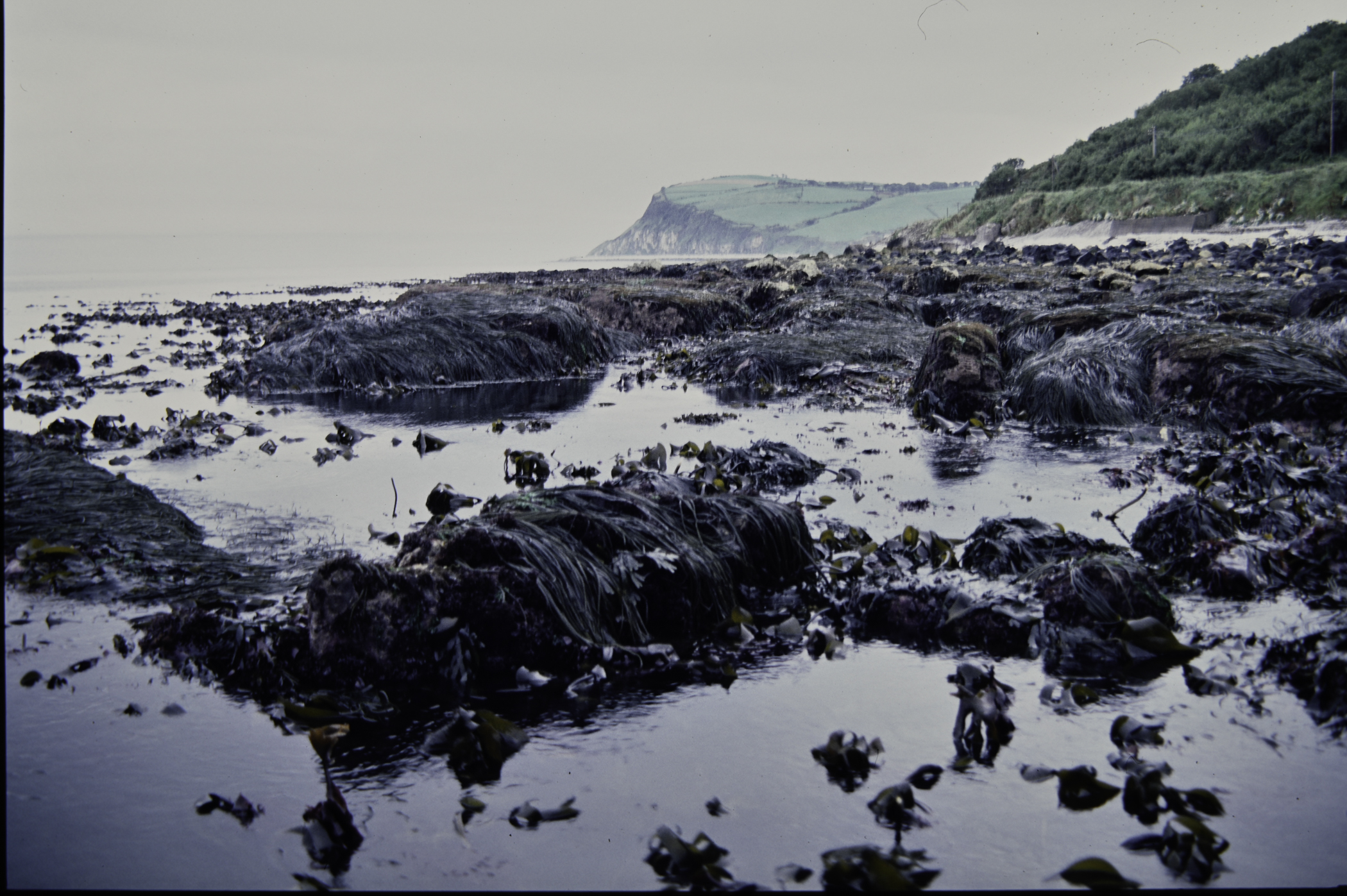 . Site: Straidkilly Point, NE Coast. 