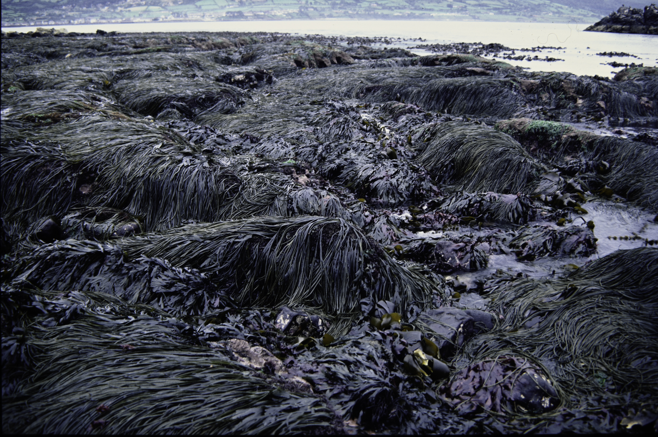 . Site: Straidkilly Point, NE Coast. 