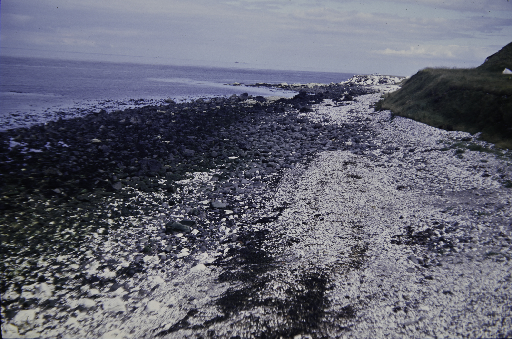 . Site: Whitebay Point, NE Coast. 