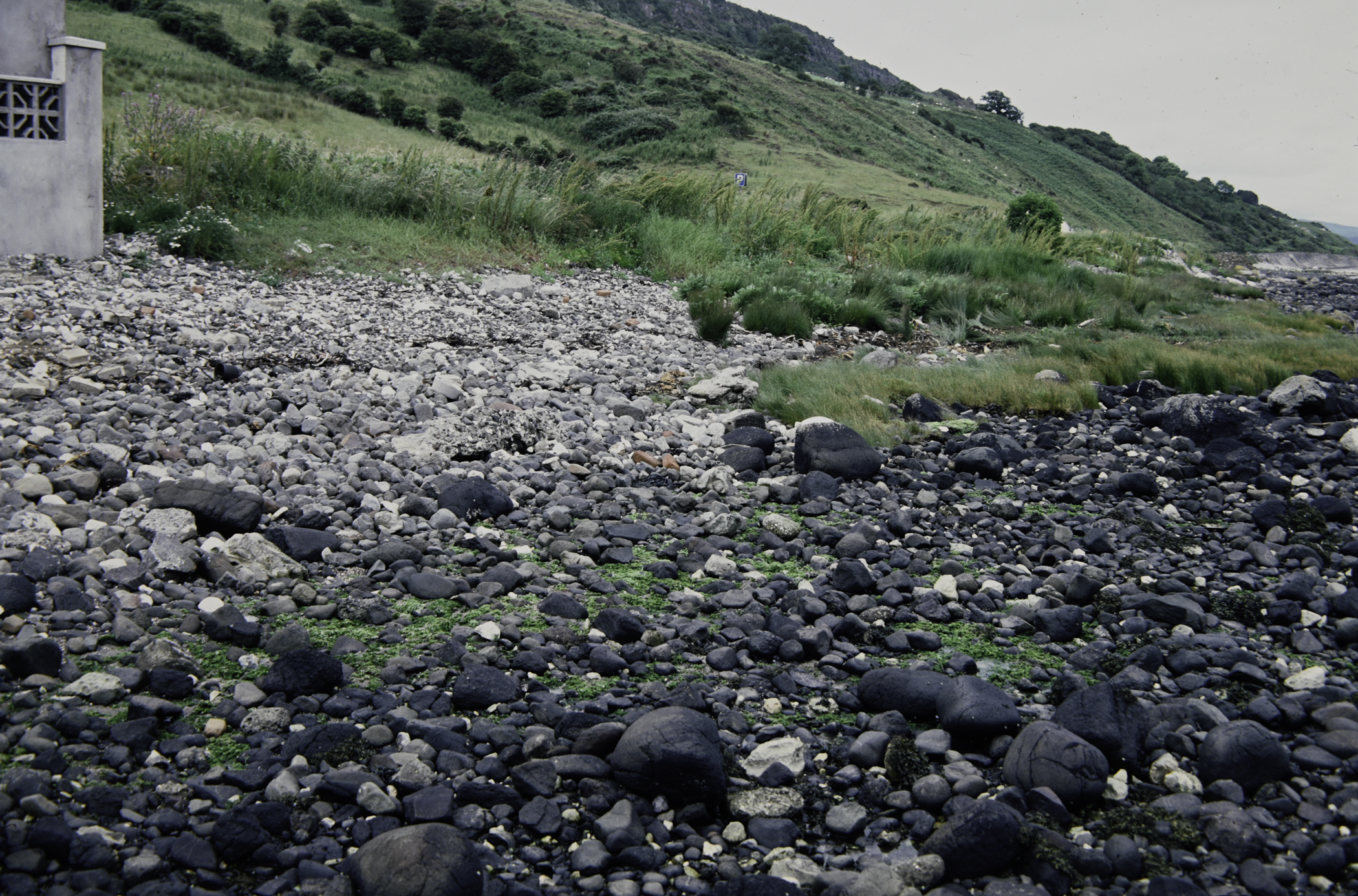 . Site: Drumnagreagh Port, NE Coast. 