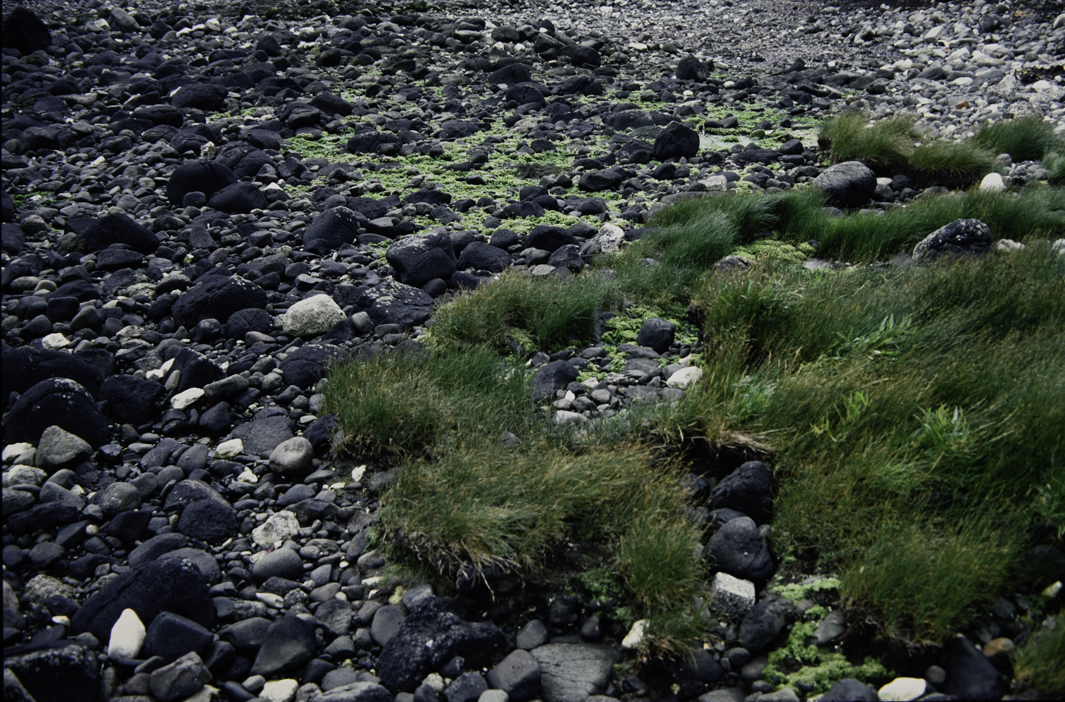 . Site: Drumnagreagh Port, NE Coast. 