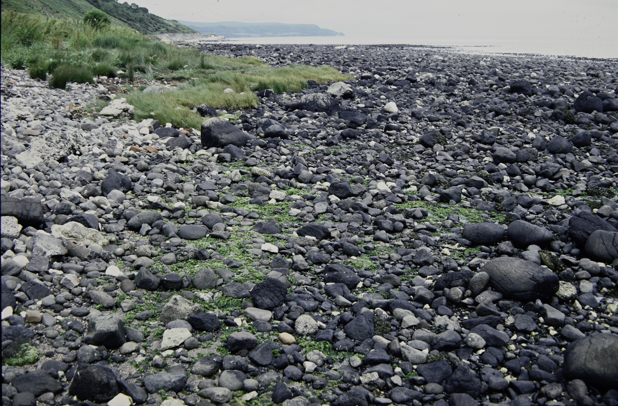 . Site: Drumnagreagh Port, NE Coast. 