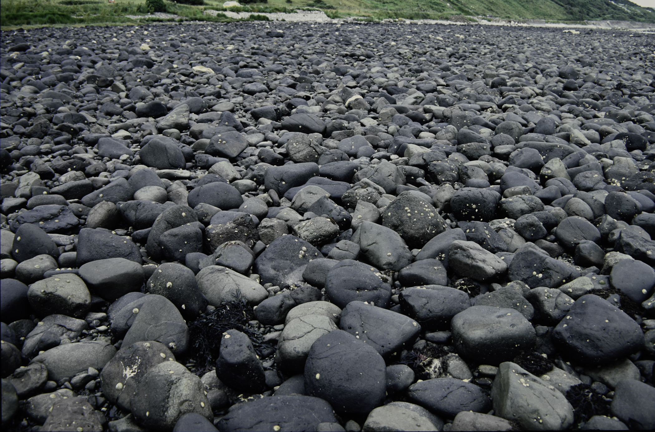 . Site: Drumnagreagh Port, NE Coast. 