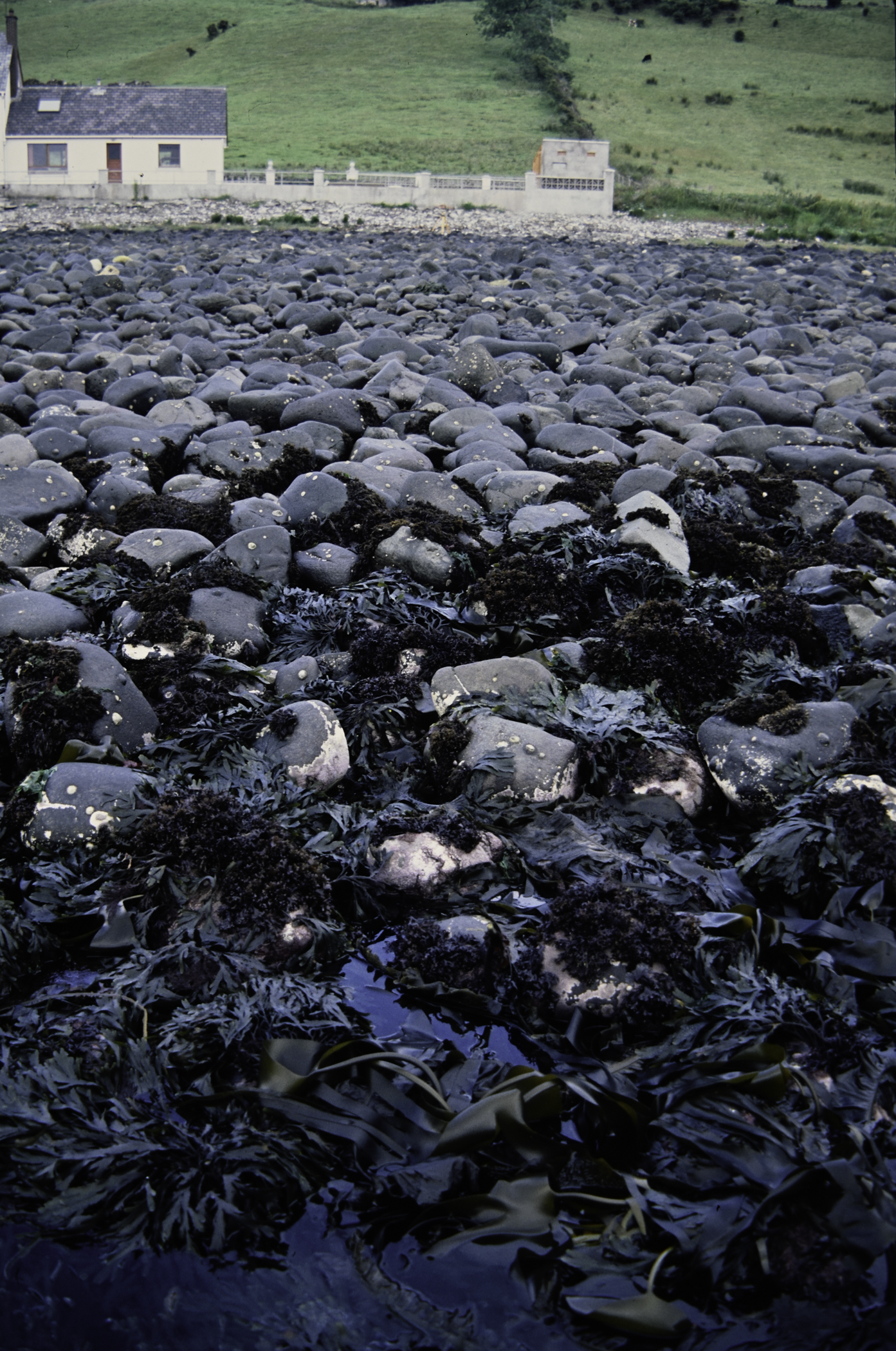 . Site: Drumnagreagh Port, NE Coast. 