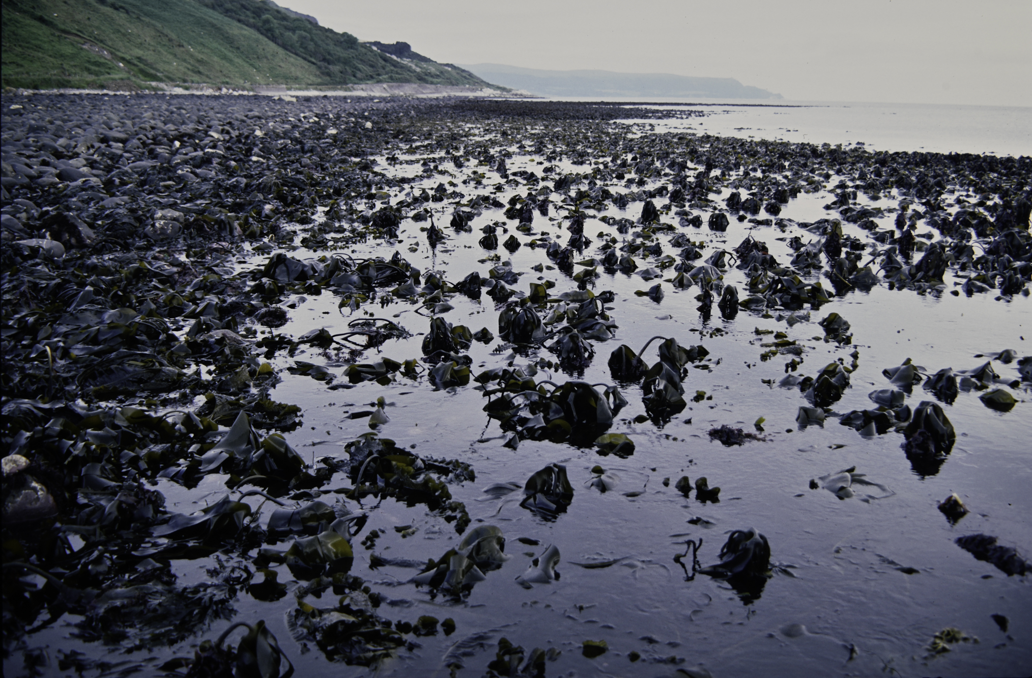 . Site: Drumnagreagh Port, NE Coast. 