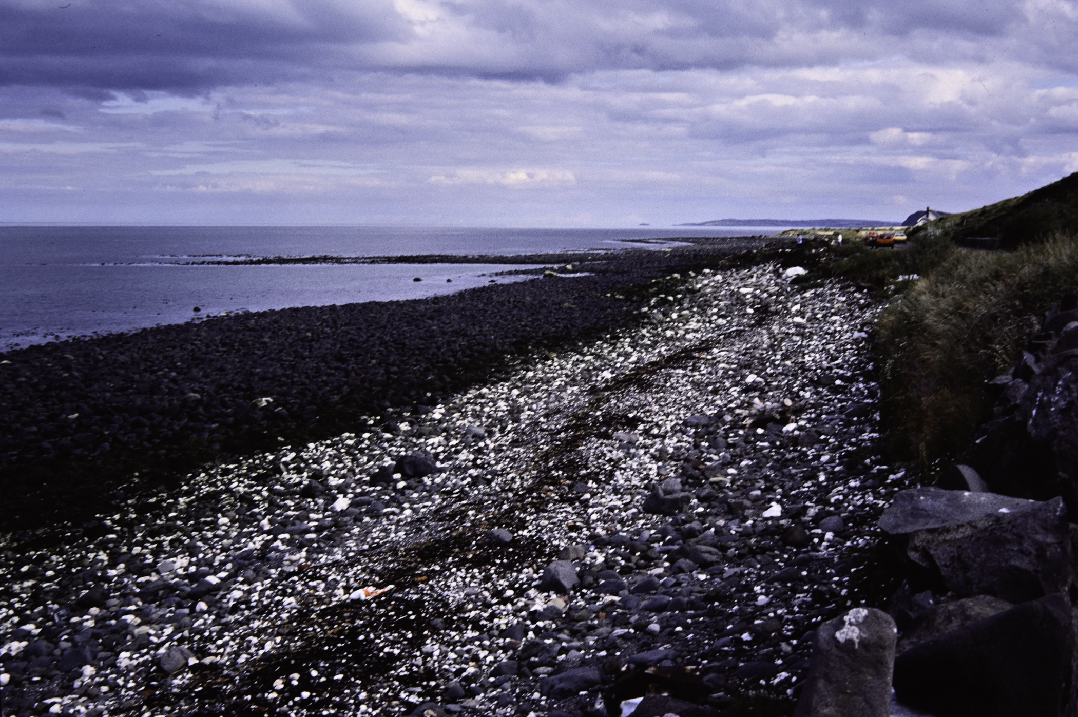 . Site: Drumnagreagh Port, NE Coast. 