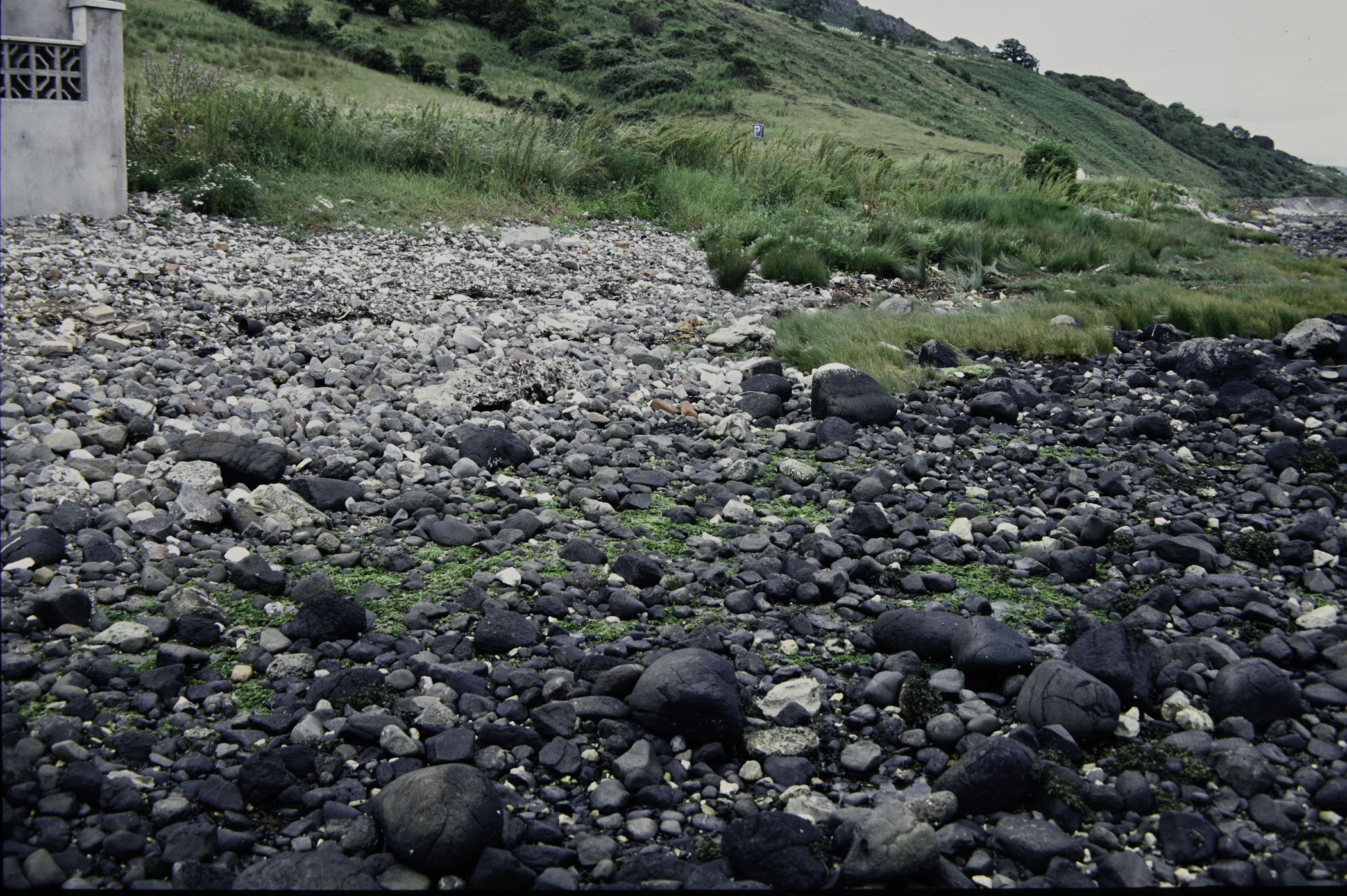 . Site: Drumnagreagh Port, NE Coast. 