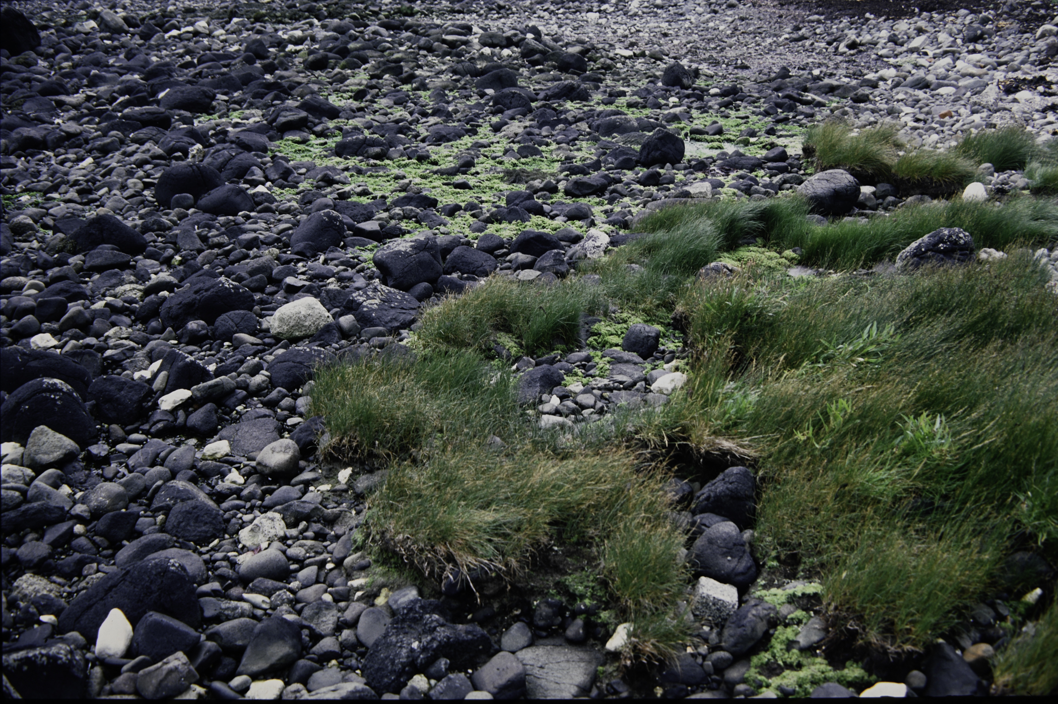 . Site: Drumnagreagh Port, NE Coast. 