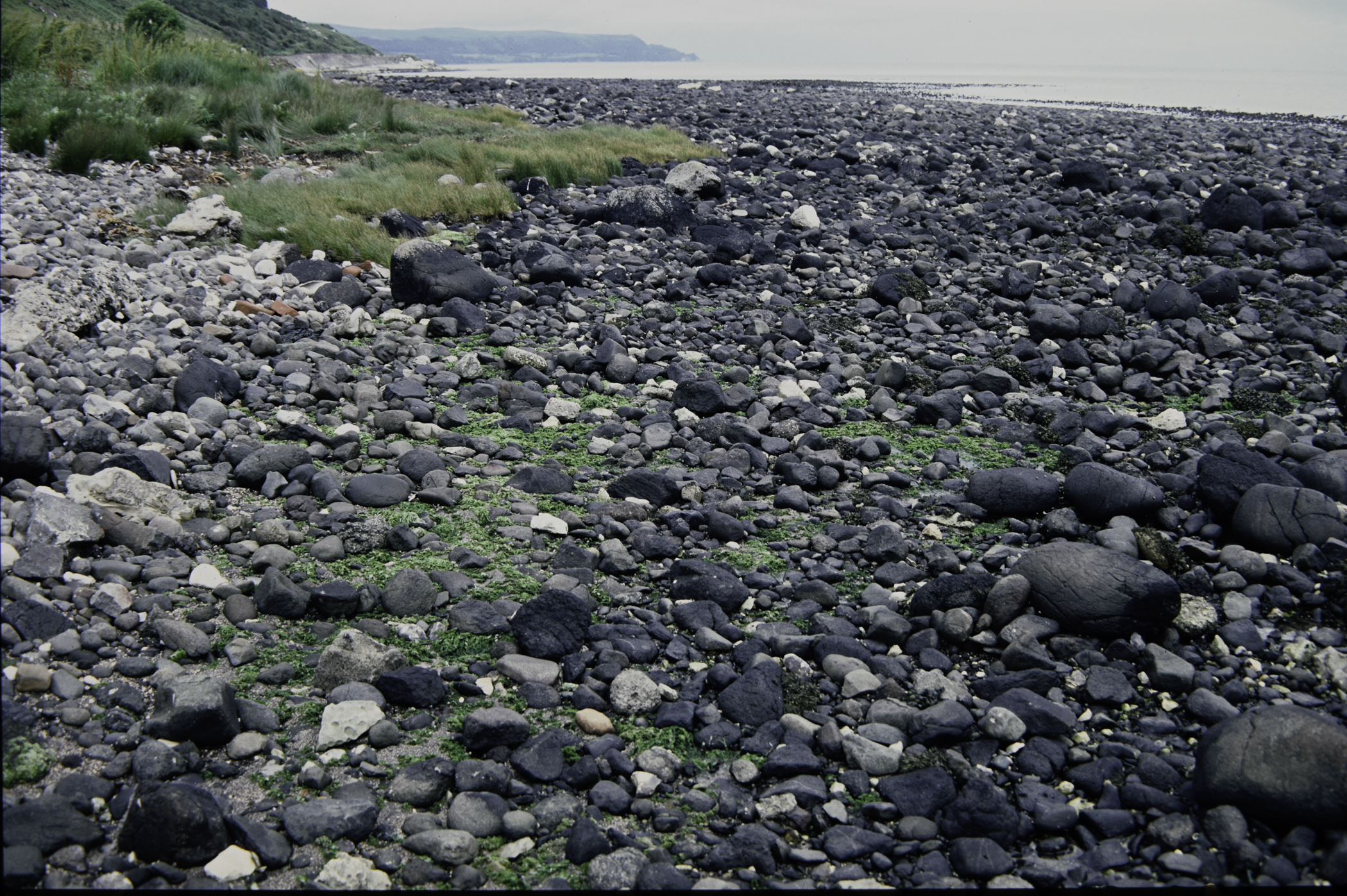 . Site: Drumnagreagh Port, NE Coast. 