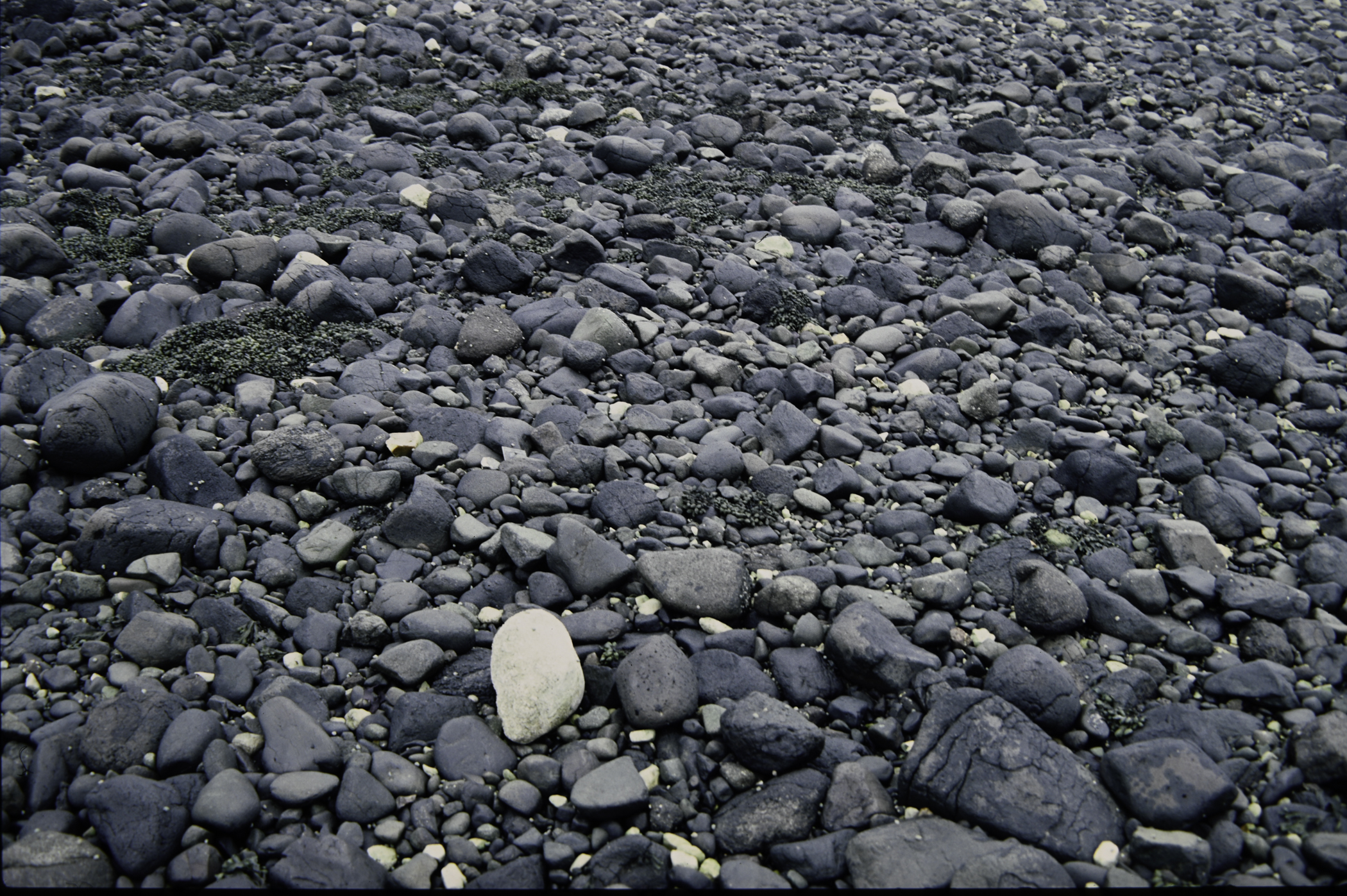 . Site: Drumnagreagh Port, NE Coast. 