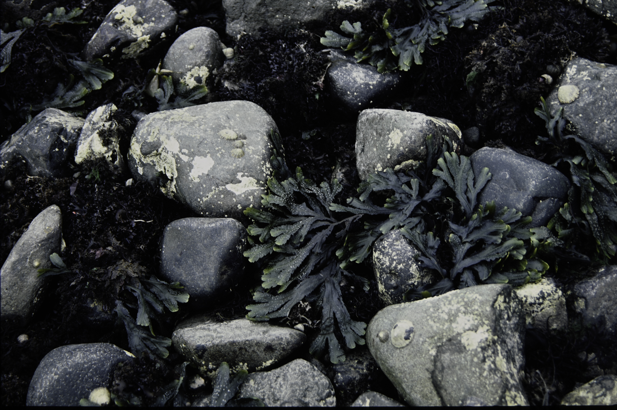 . Site: Drumnagreagh Port, NE Coast. 