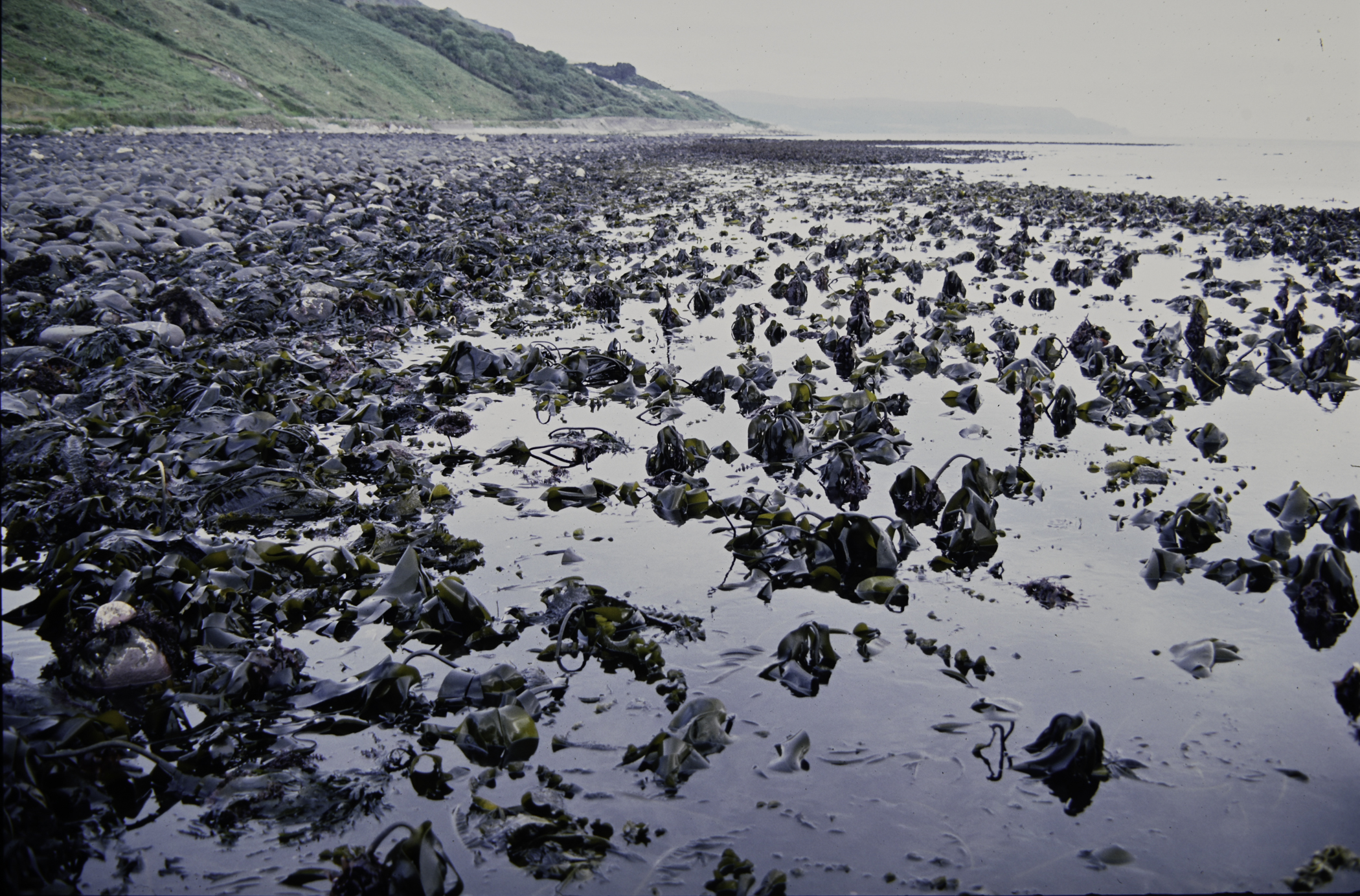 . Site: Drumnagreagh Port, NE Coast. 