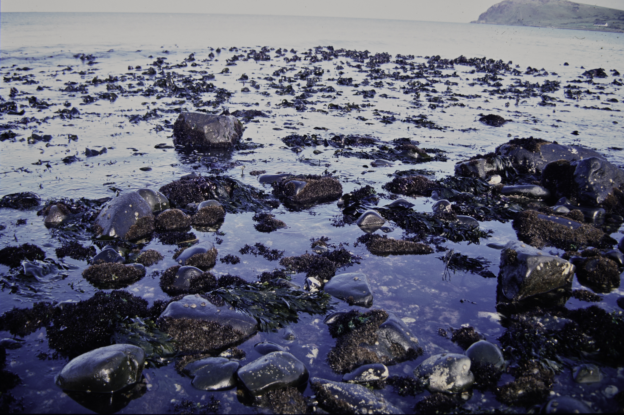 . Site: Halfway House (Ballygalley), NE Coast. 