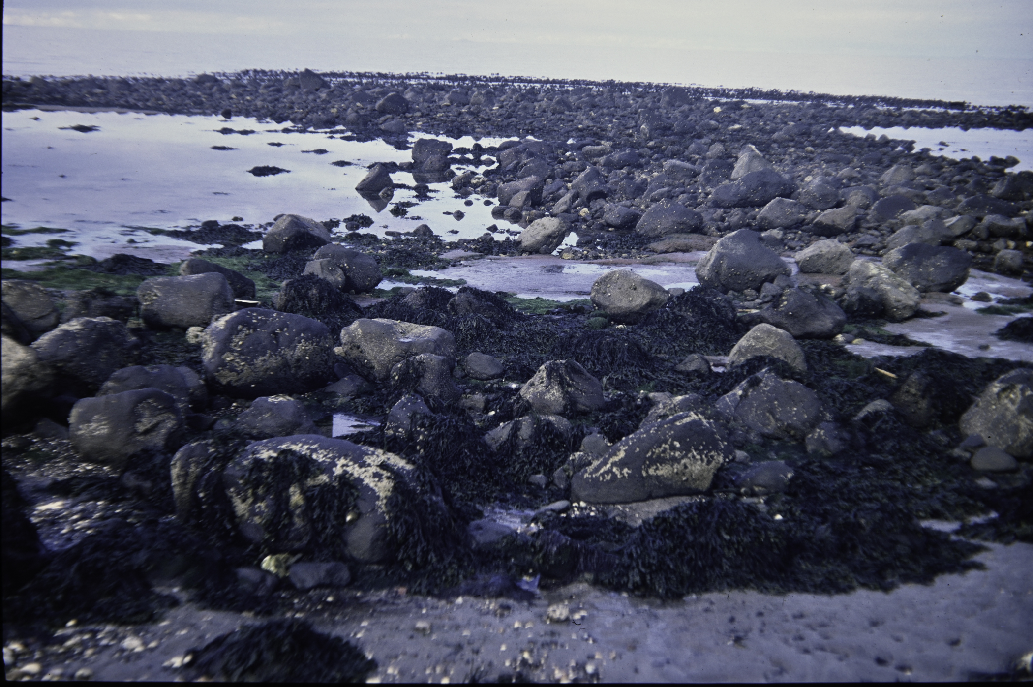 . Site: Halfway House (Ballygalley), NE Coast. 