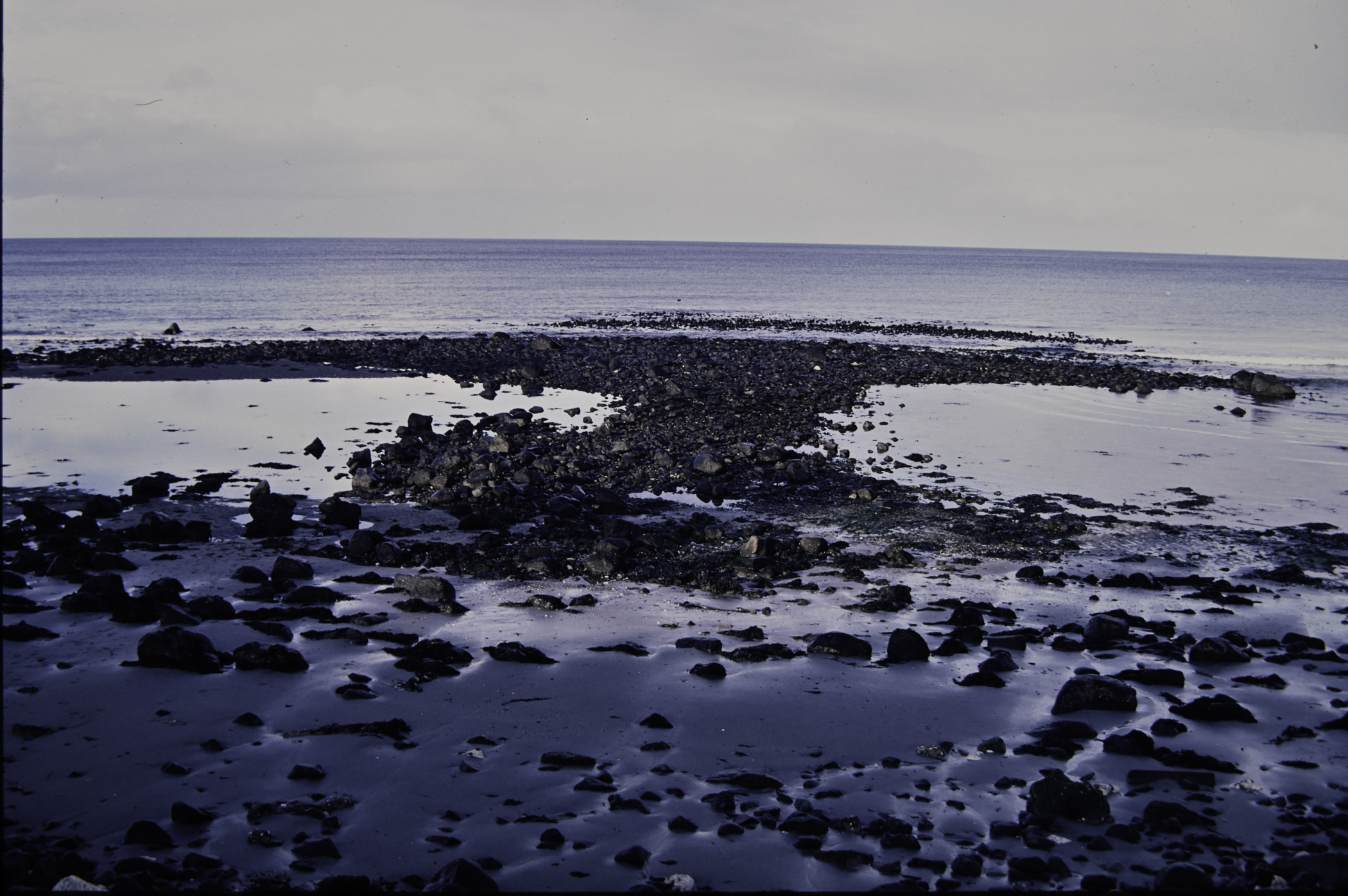 . Site: Halfway House (Ballygalley), NE Coast. 