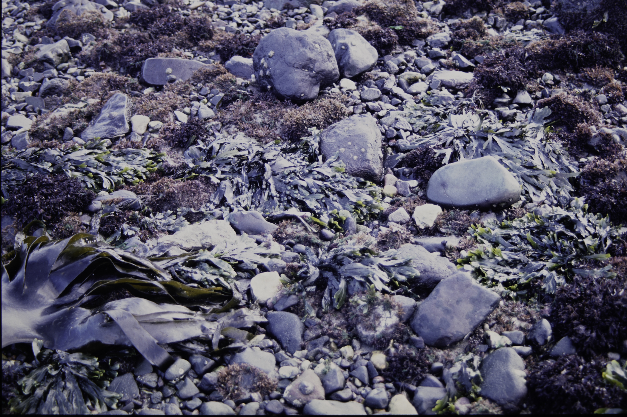 . Site: Halfway House (Ballygalley), NE Coast. 