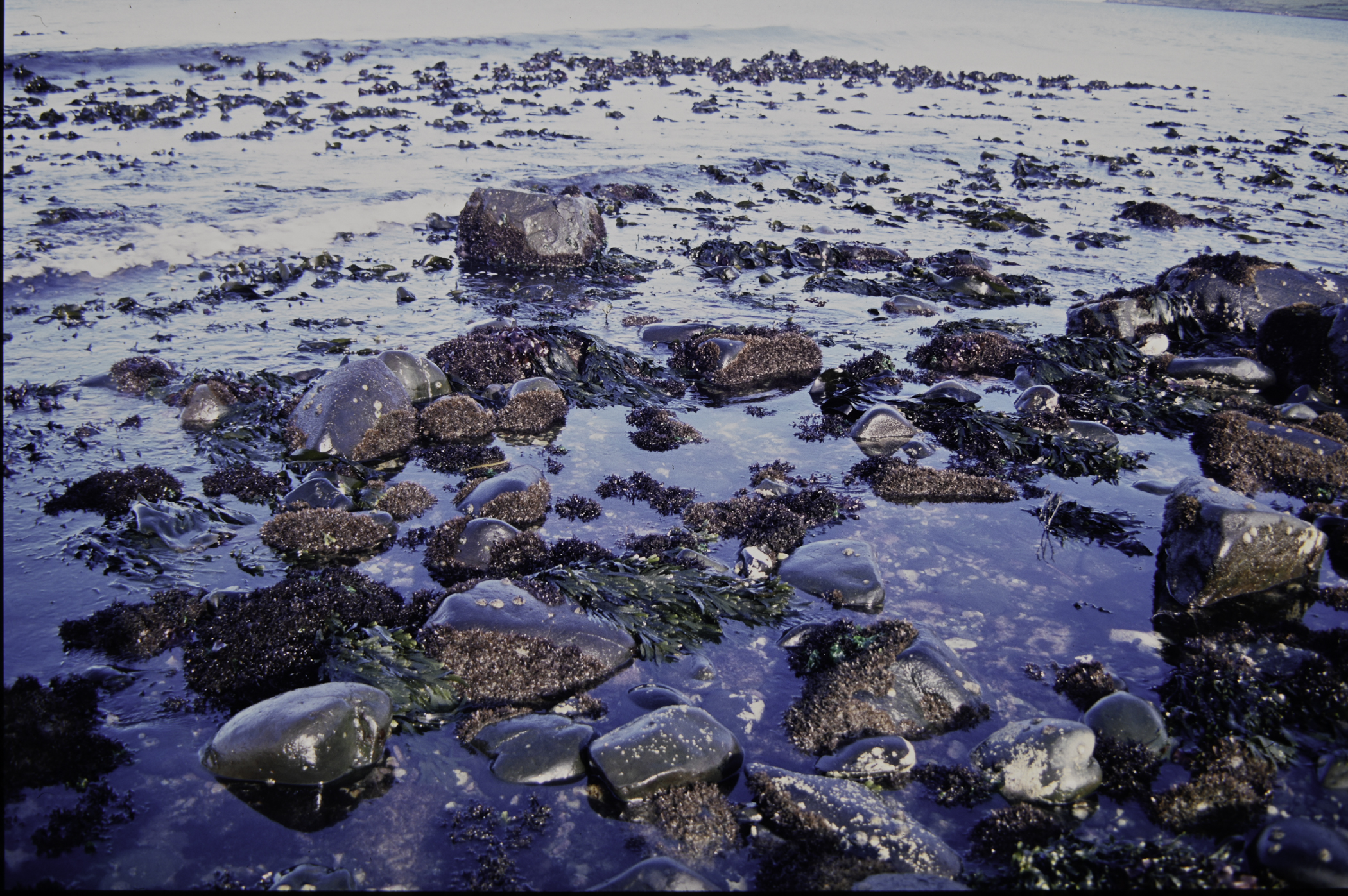 . Site: Halfway House (Ballygalley), NE Coast. 