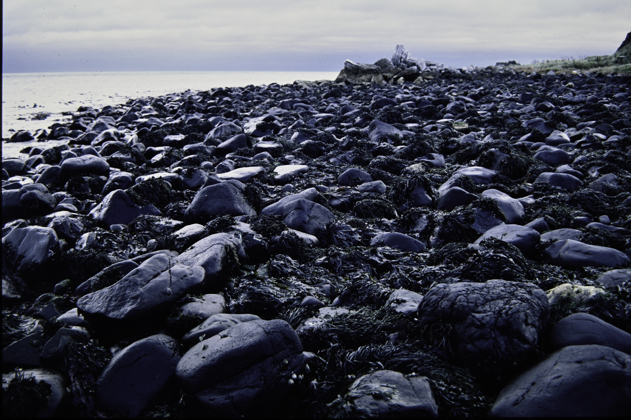 . Site: Ballygalley Head, NE Coast. 