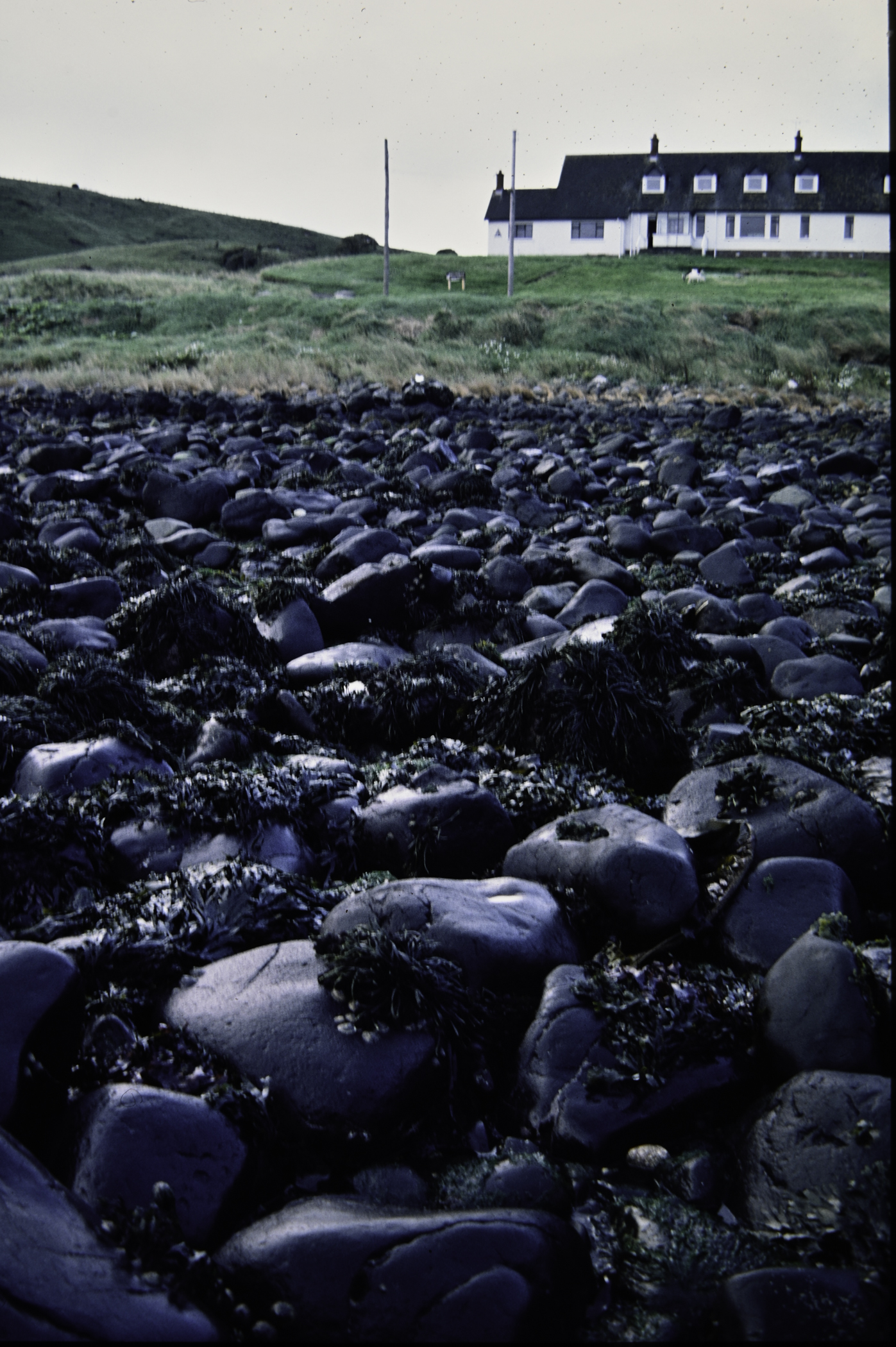 . Site: Ballygalley Head, NE Coast. 