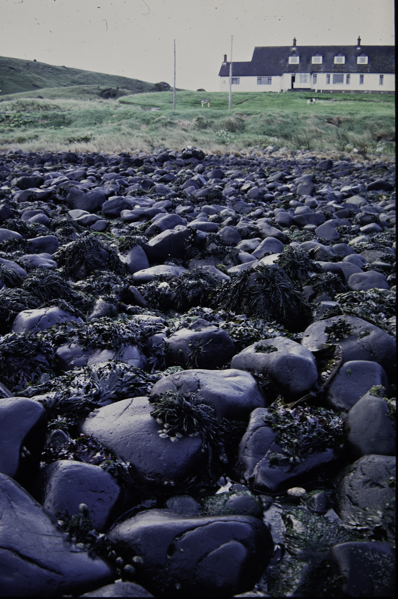 . Site: Ballygalley Head, NE Coast. 