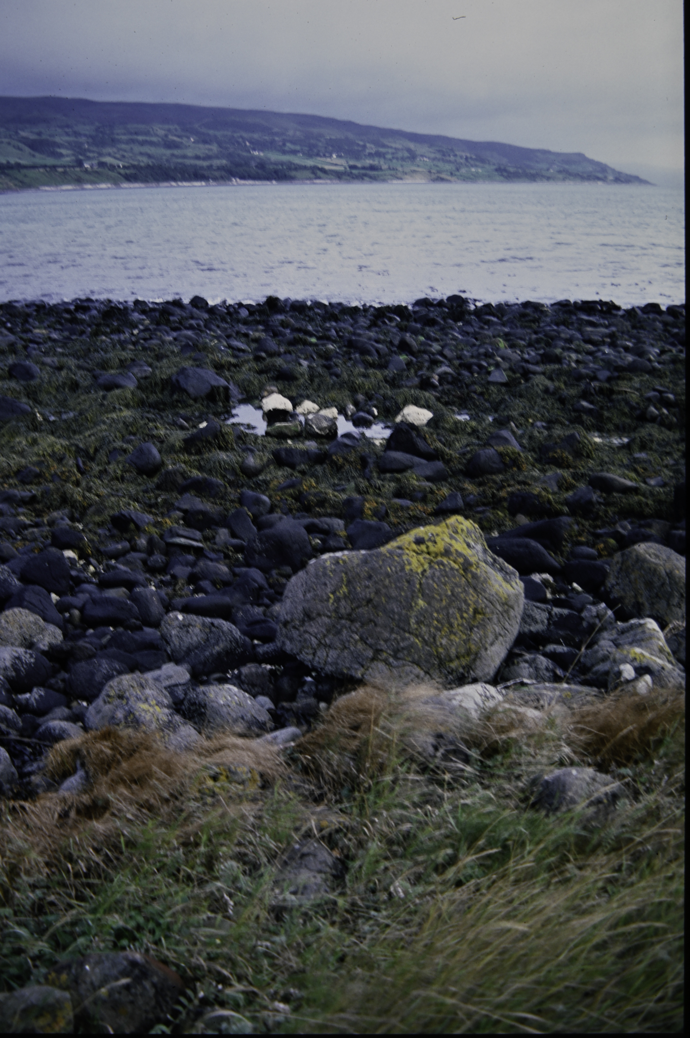 . Site: Ballygalley Head, NE Coast. 