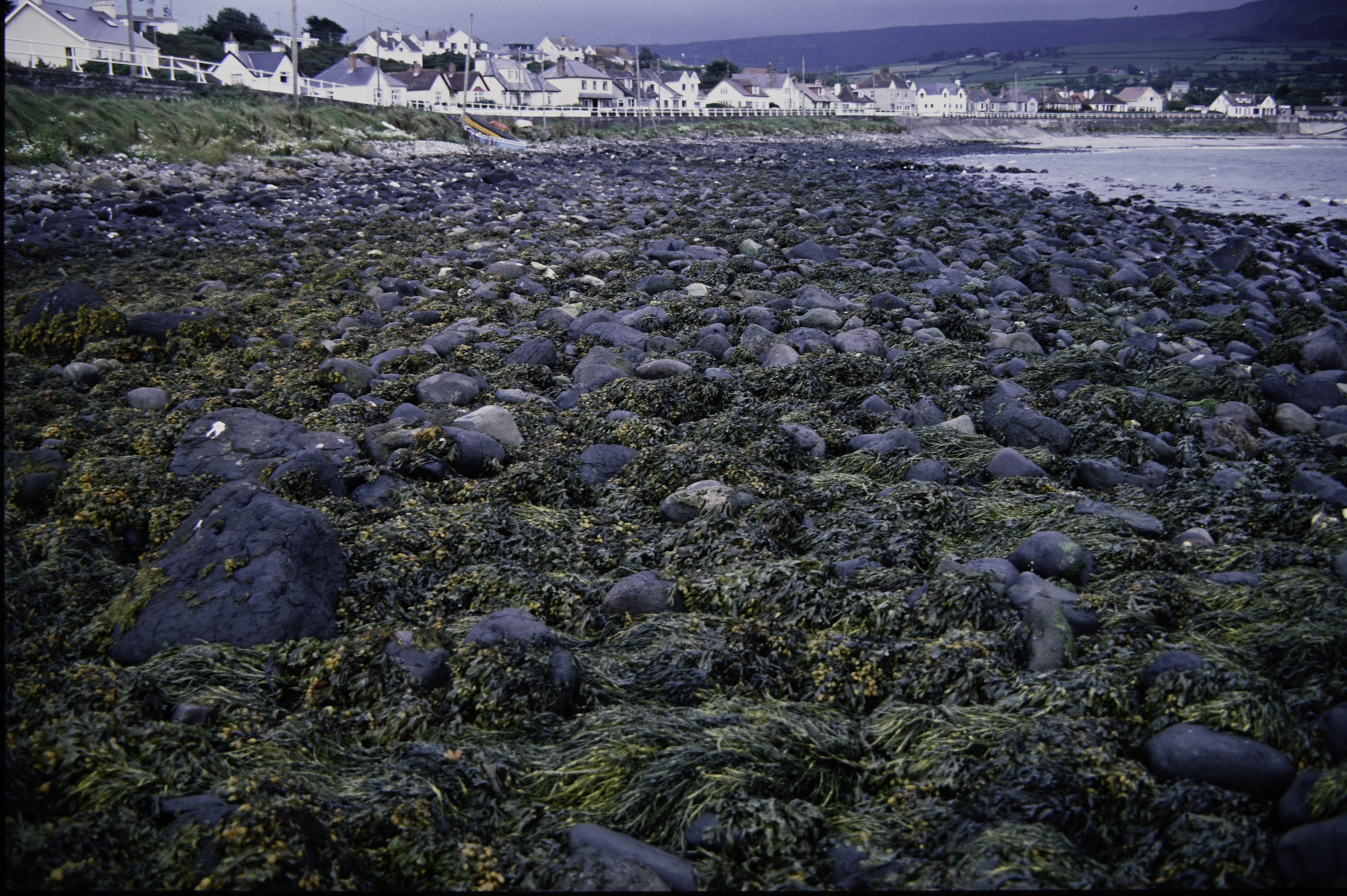 . Site: Ballygalley Head, NE Coast. 