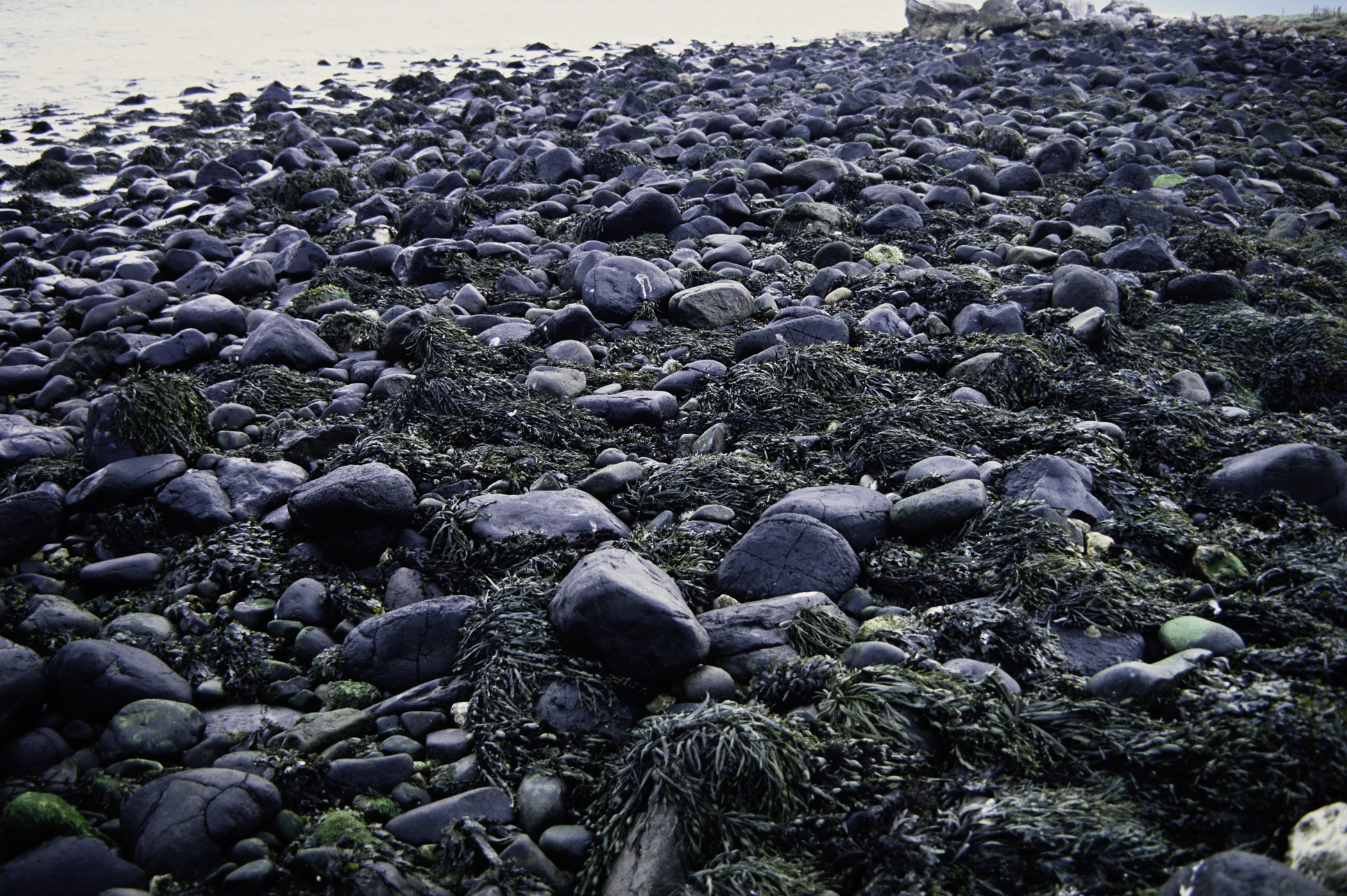 . Site: Ballygalley Head, NE Coast. 