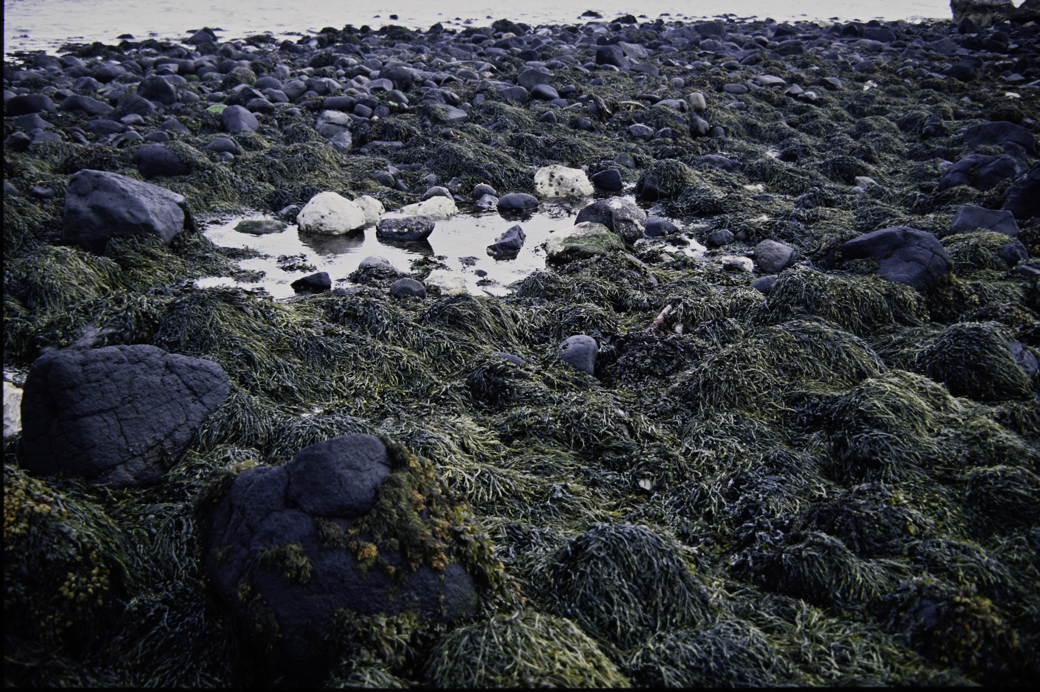 . Site: Ballygalley Head, NE Coast. 